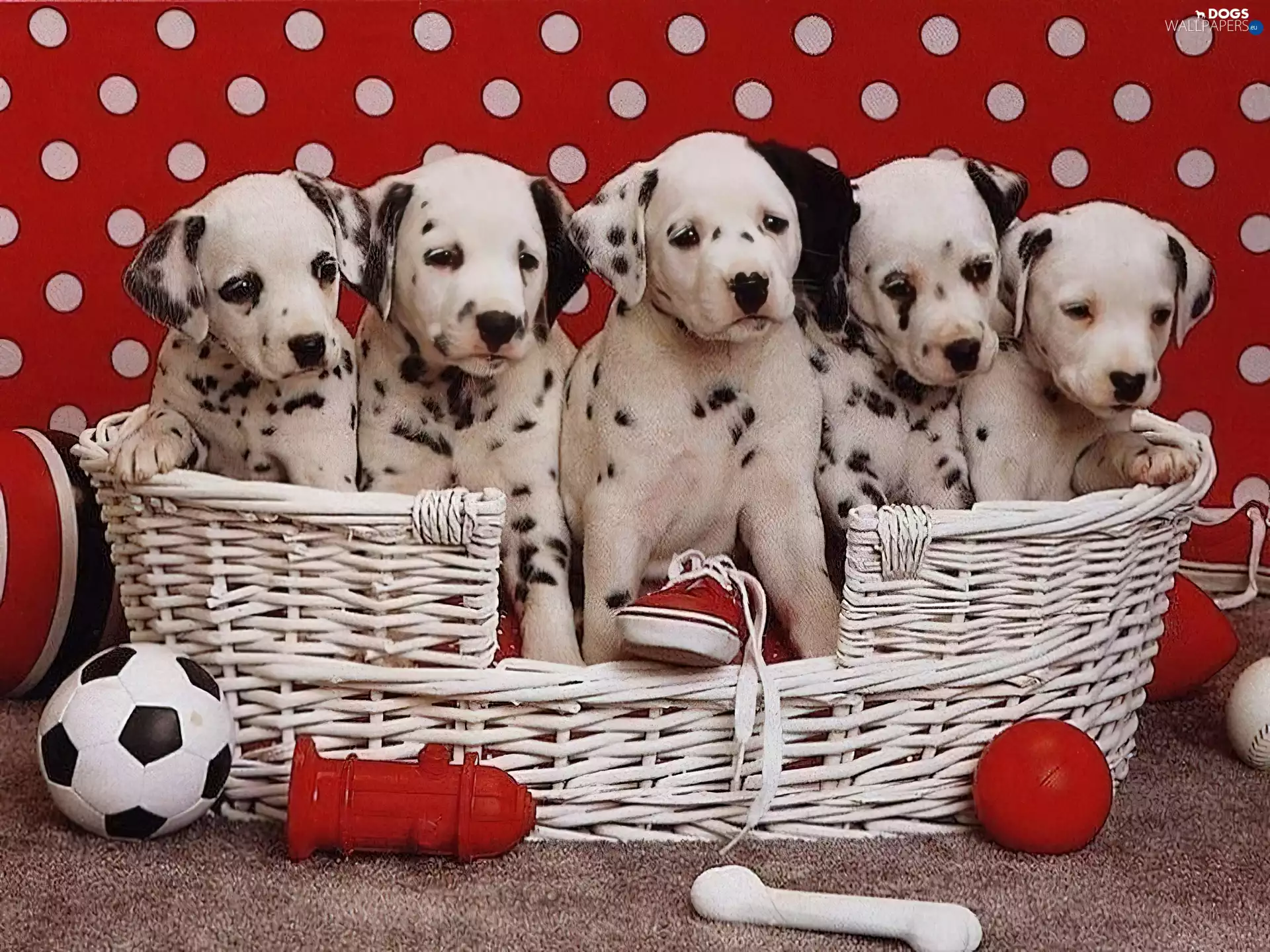 basket, puppies, Dalmatians