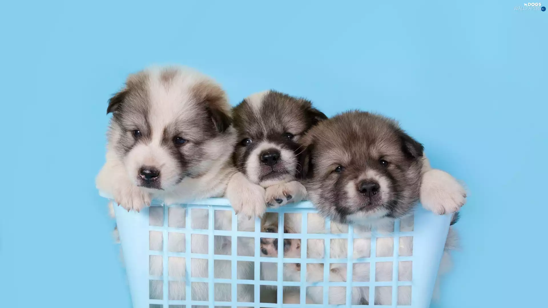 Akita, basket, Dogs, puppies, Three