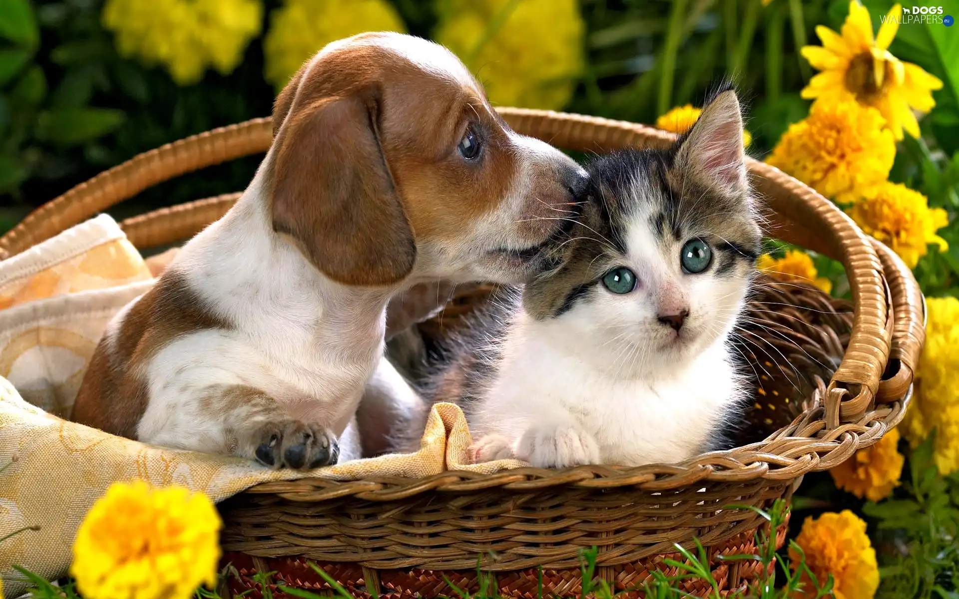 basket, Beagle, cat, Flowers, puppie