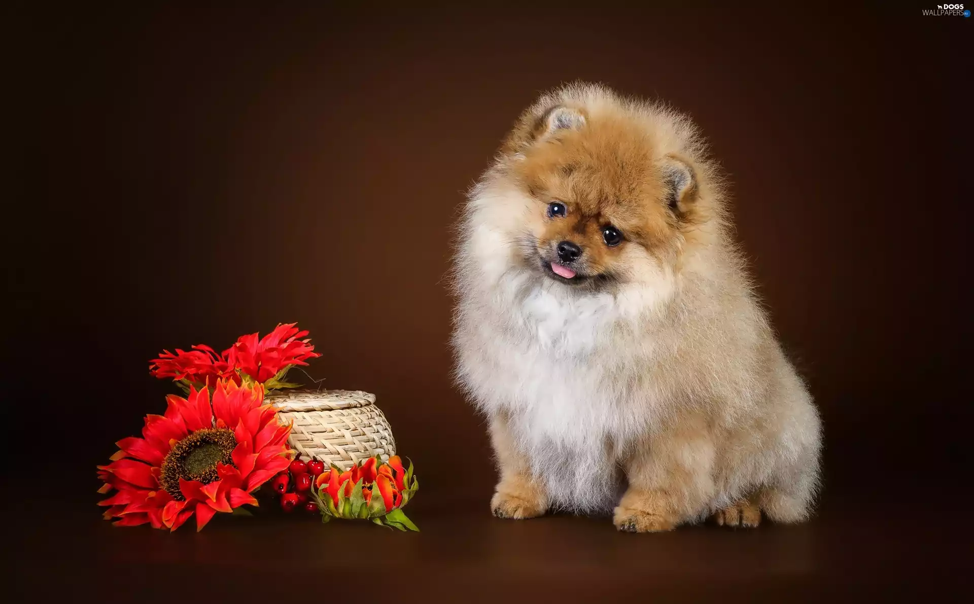 basket, Puppy, Flowers