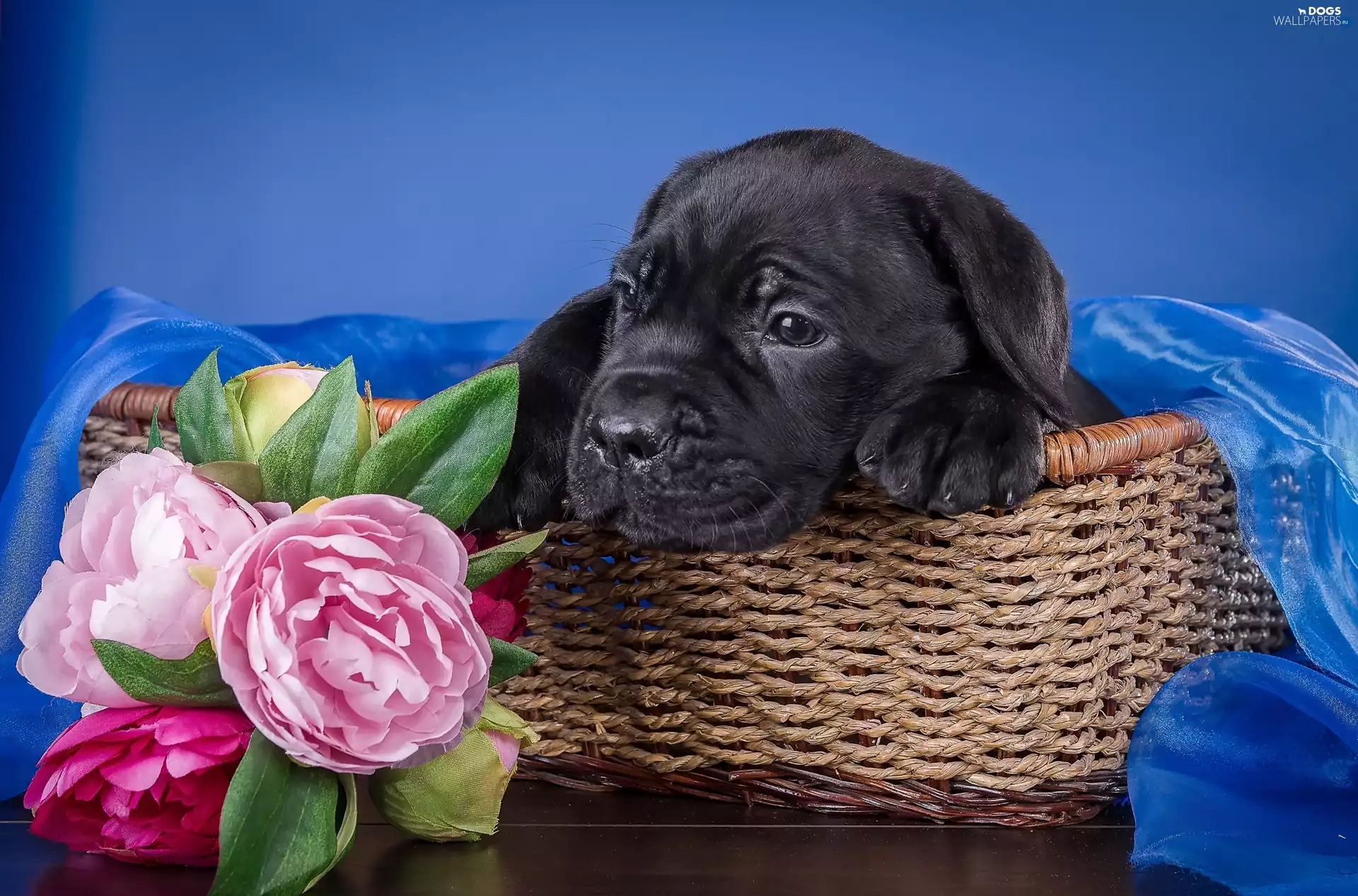 Black, basket, Peonies, Cane Corso