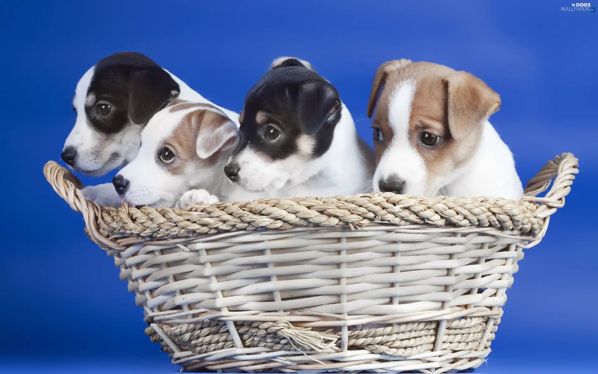 Puppies, basket, Dogs