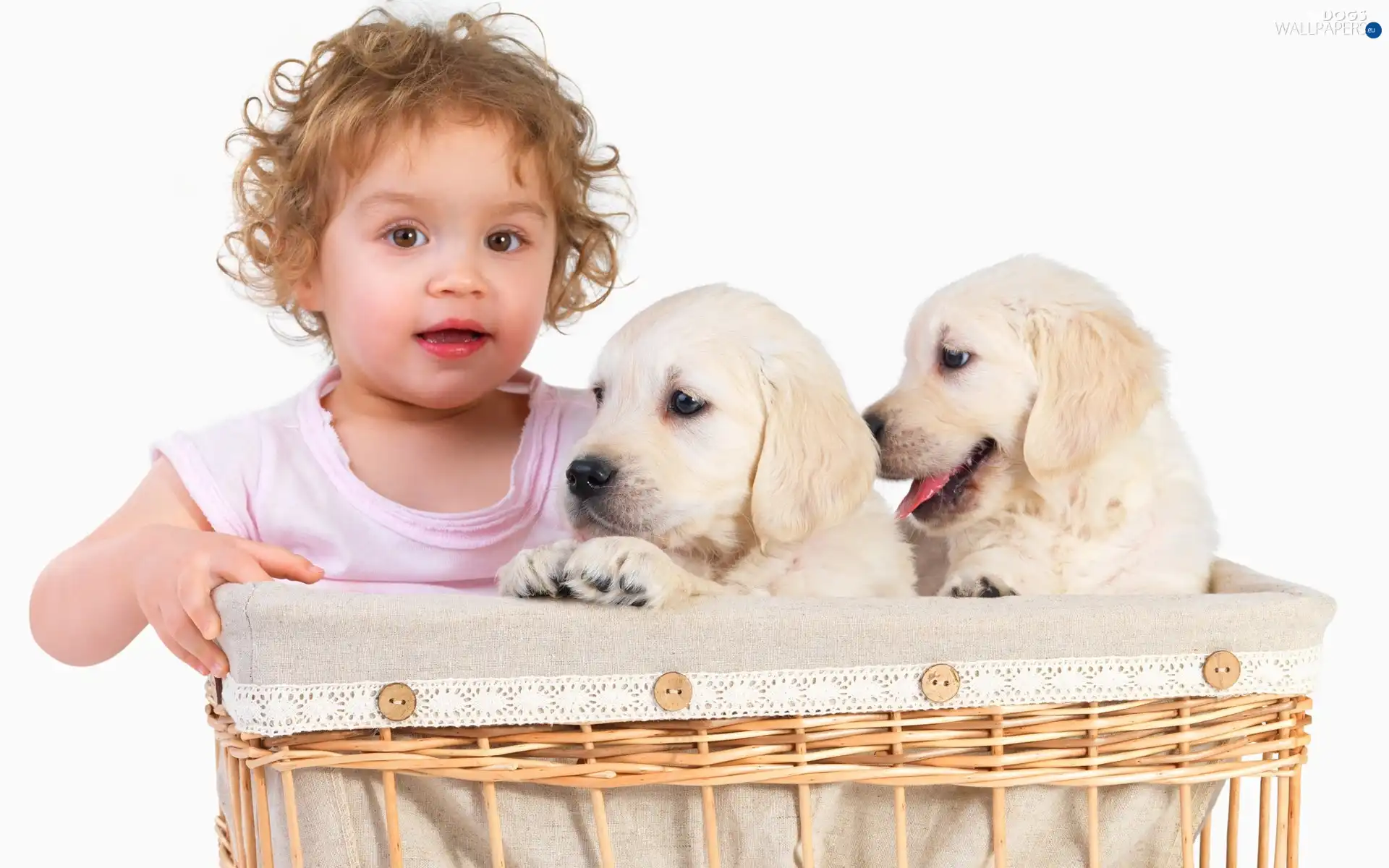 Puppies, basket, Kid