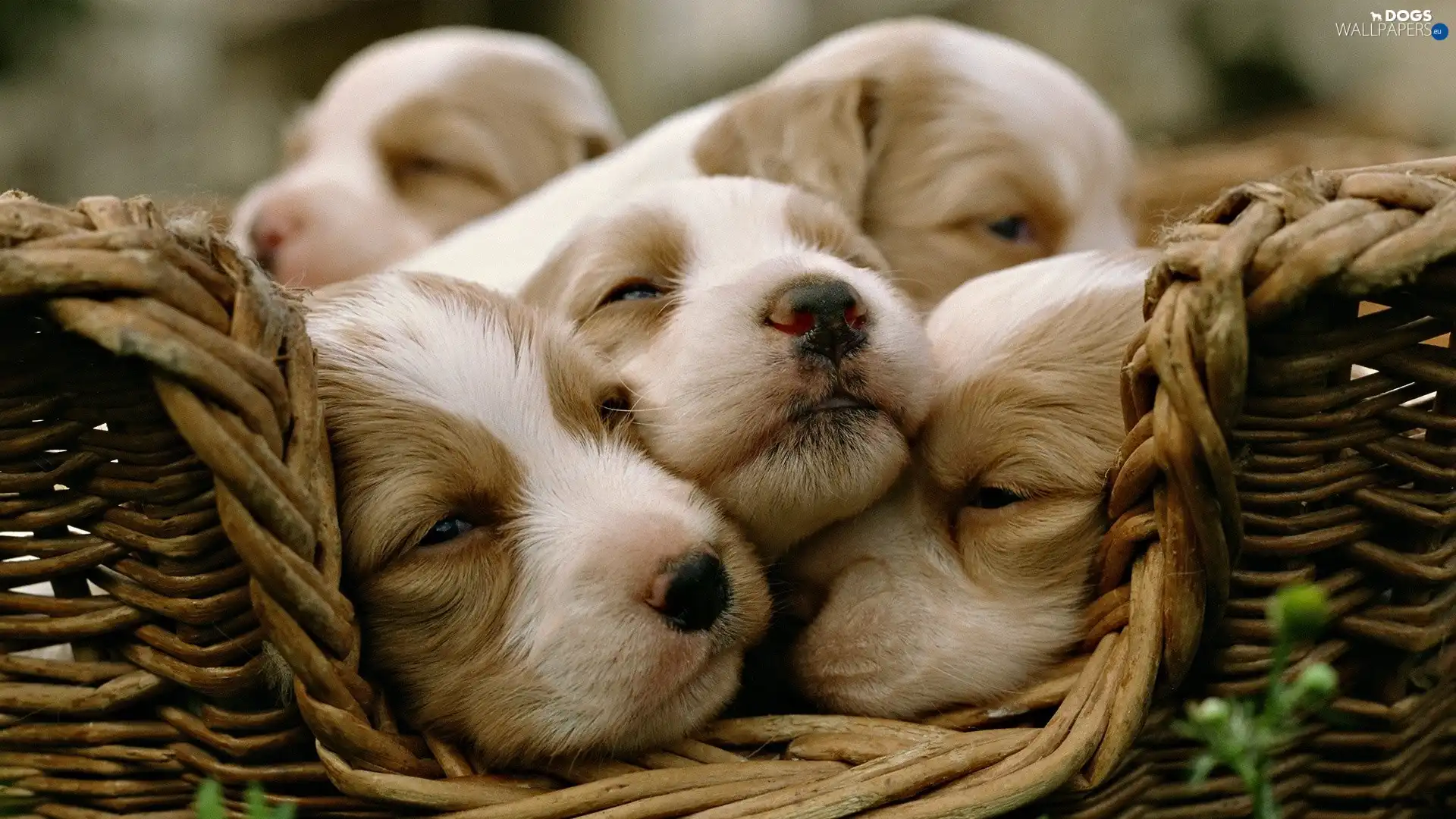 puppies, basket, Sleeping