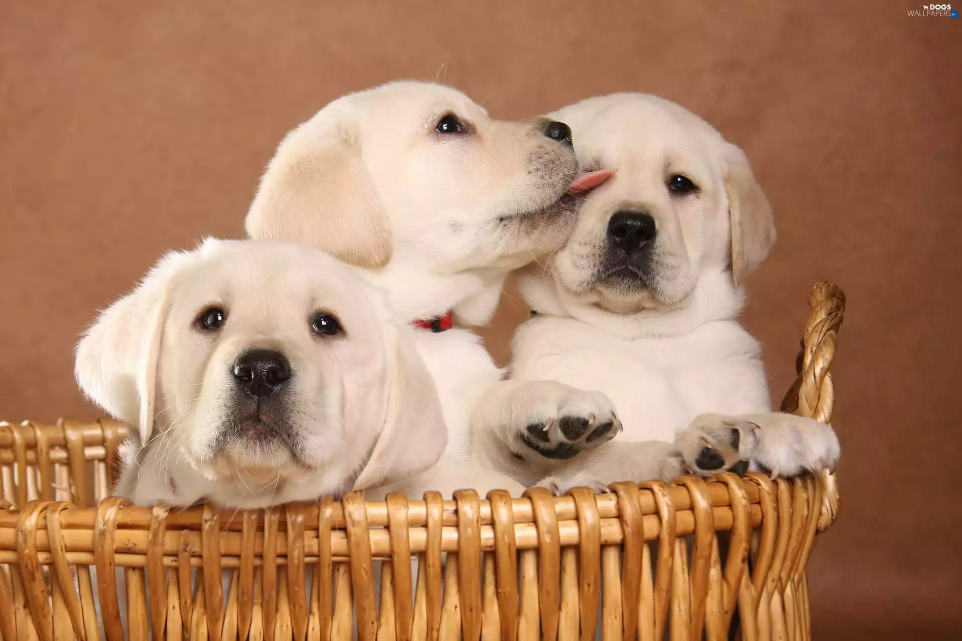 basket, Three, puppies