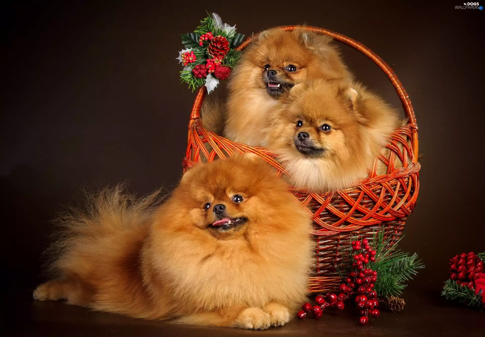 basket, Three, puppies