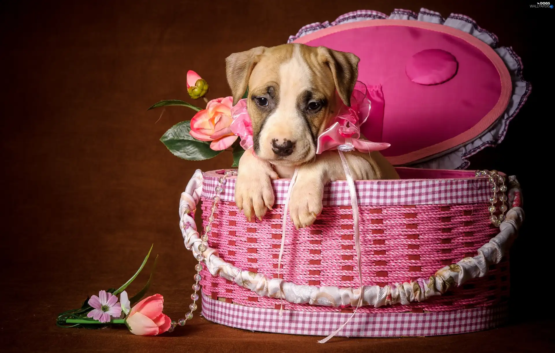 Puppy, basket, dog