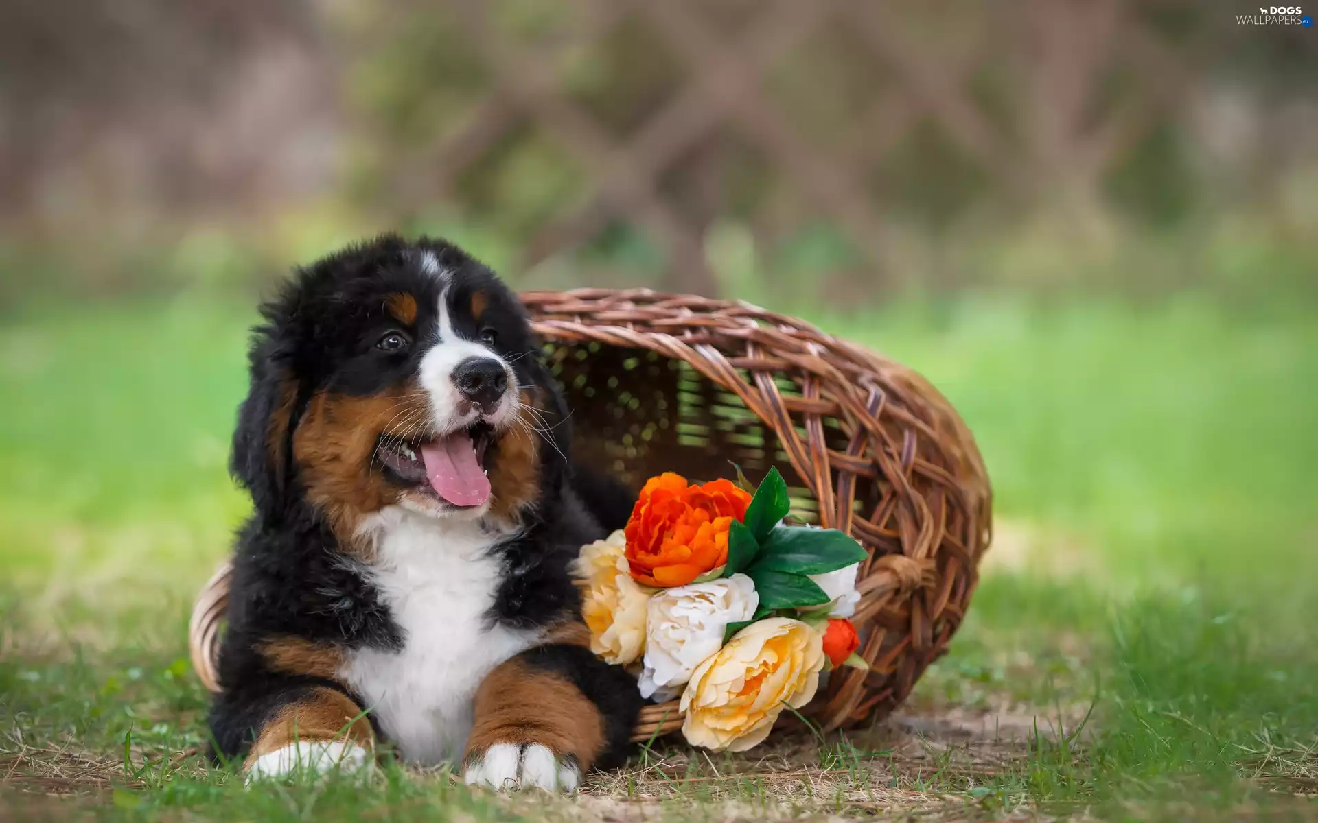 Bernese Mountain Dog, basket, Flowers, Puppy