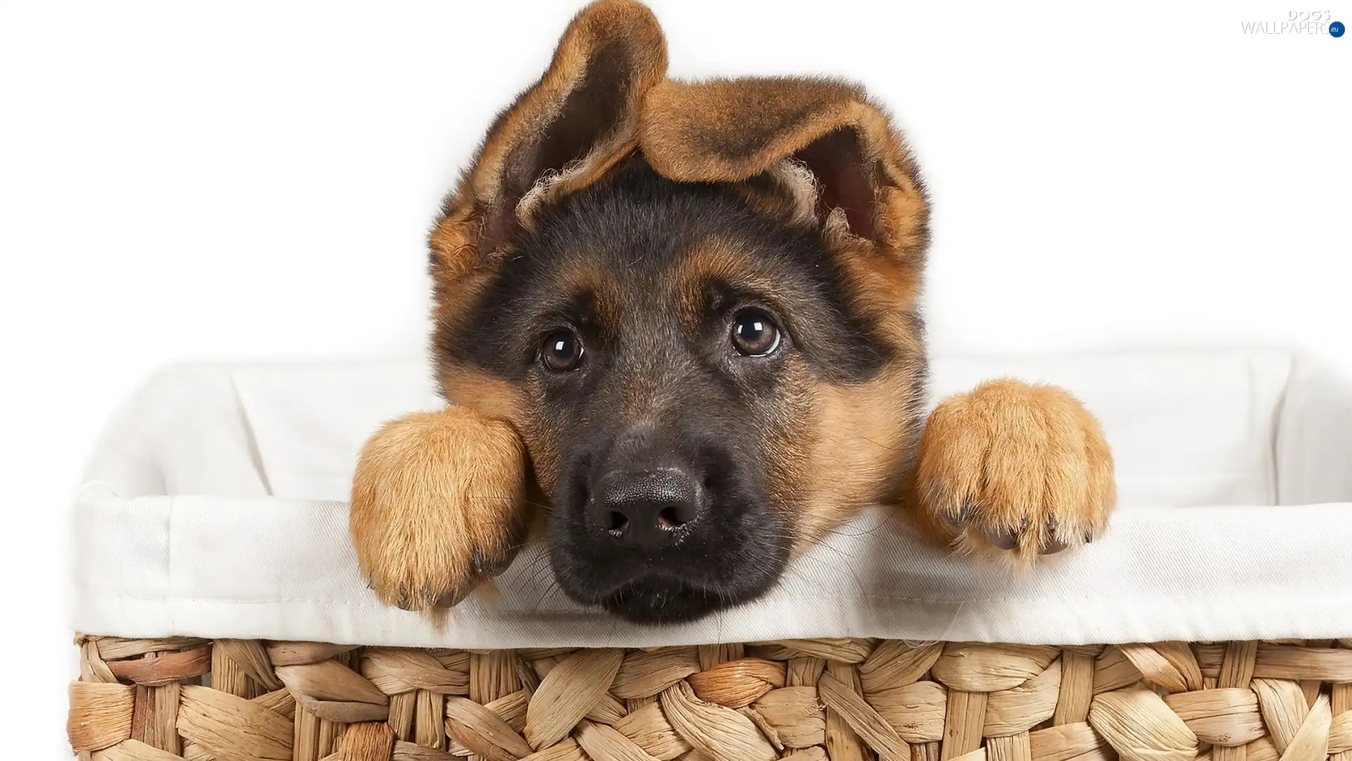 Puppy, basket, dog