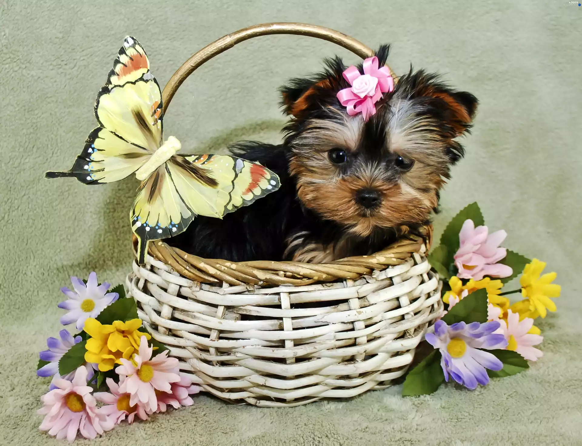 butterfly, Yorkshire Terrier, basket, Flowers, Puppy