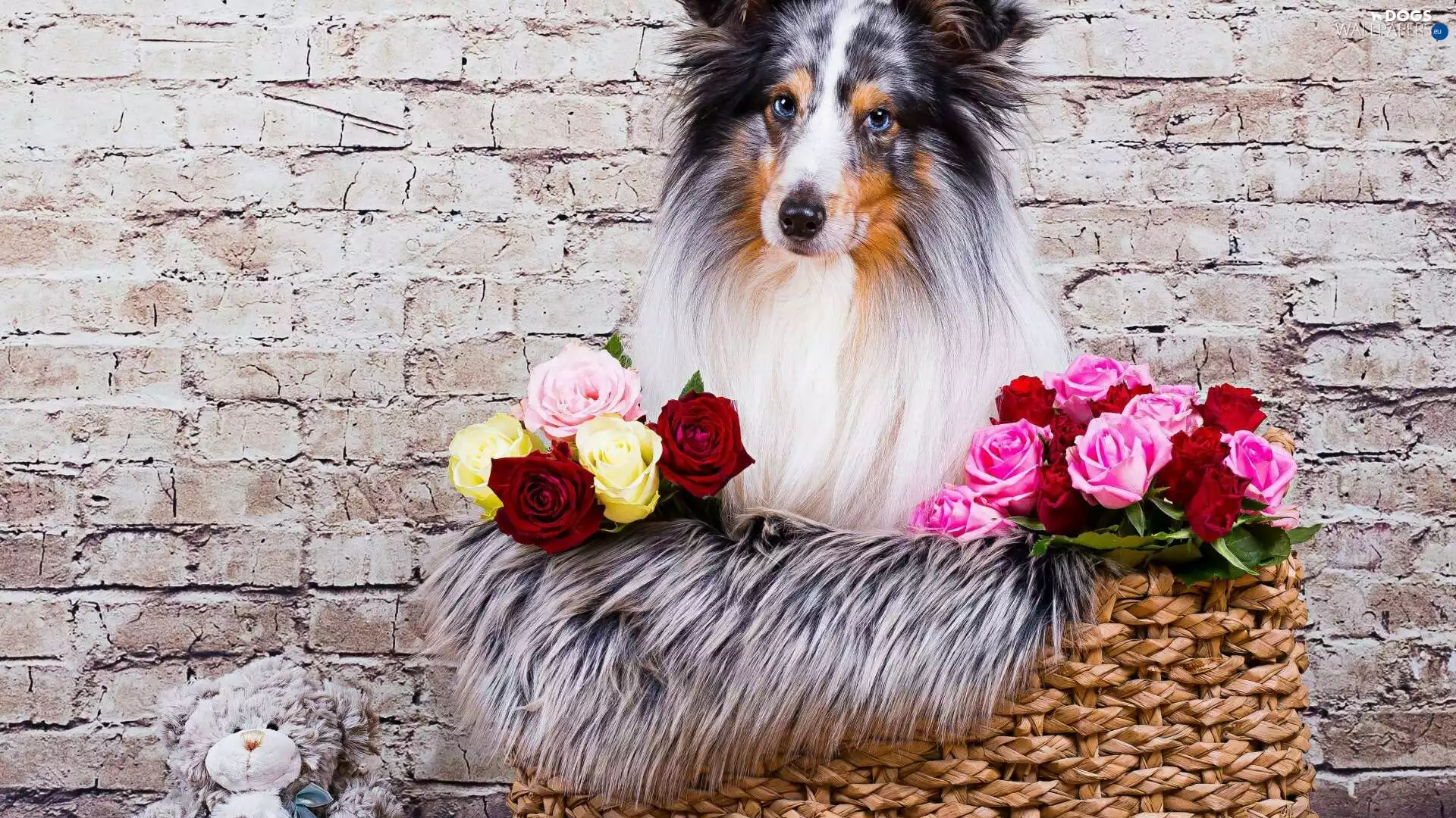 mascot, wall, roses, basket, shetland Sheepdog