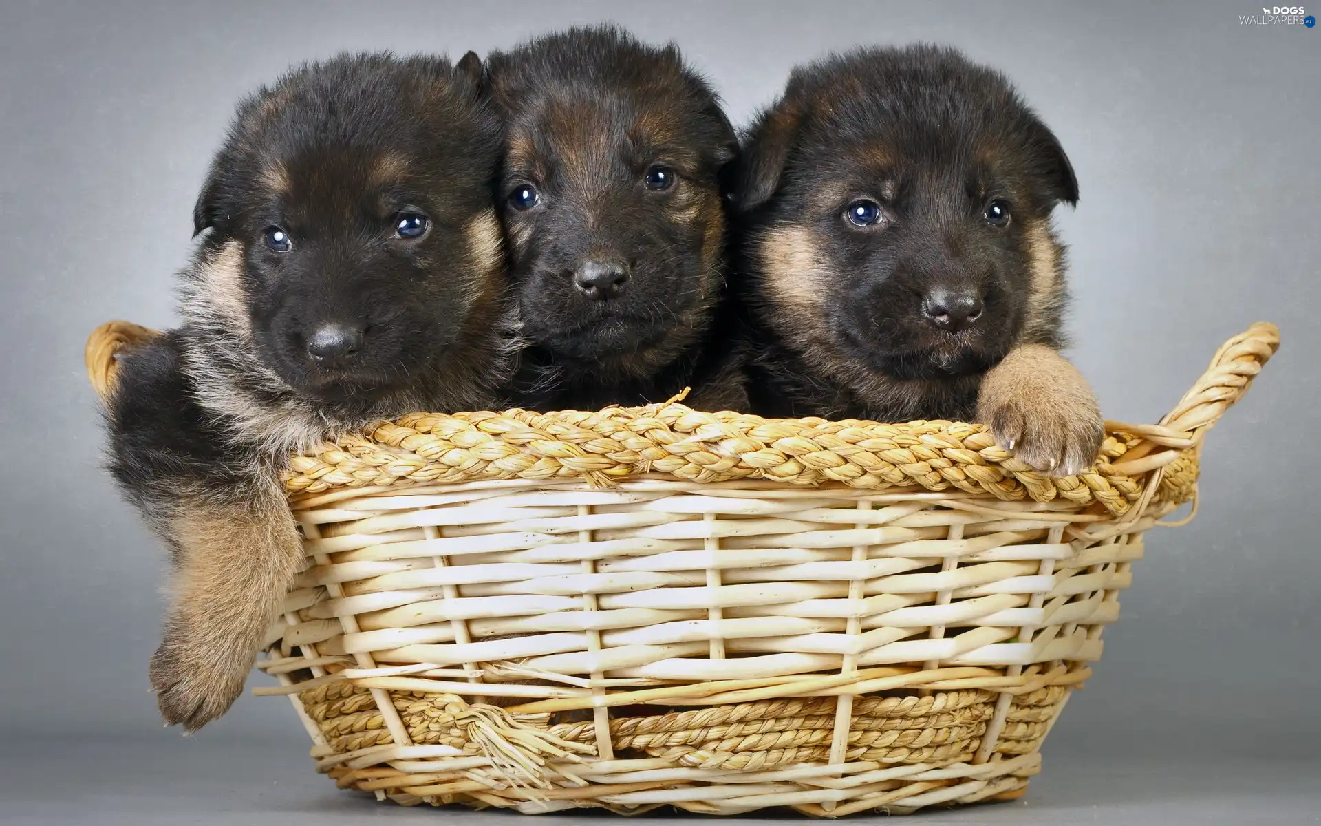 basket, German Shepherds, Three, puppies