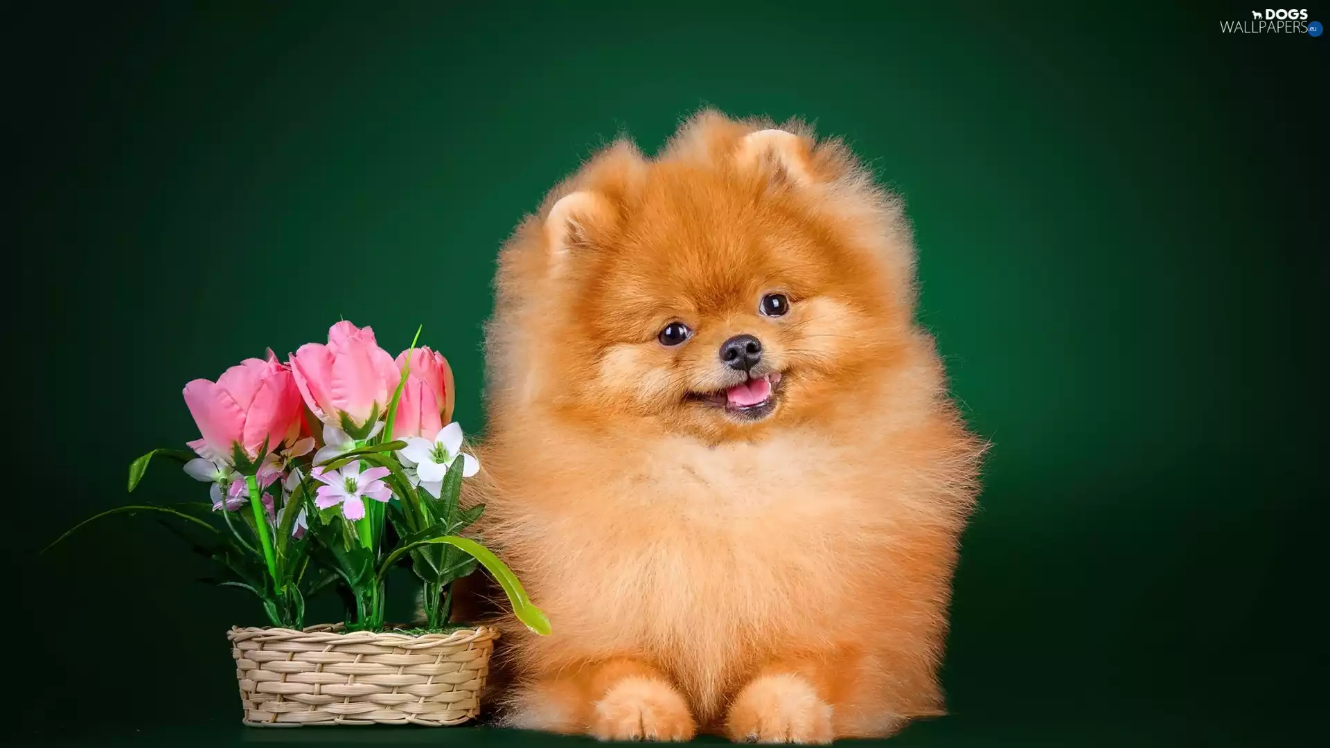 Toy Spitz, Pomeranian, basket, doggy, Tulips