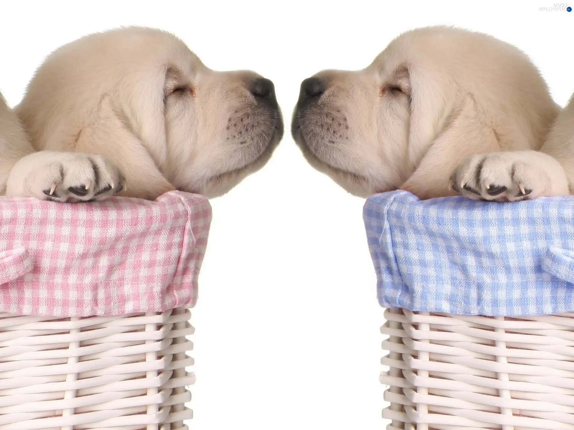 Baskets, puppies