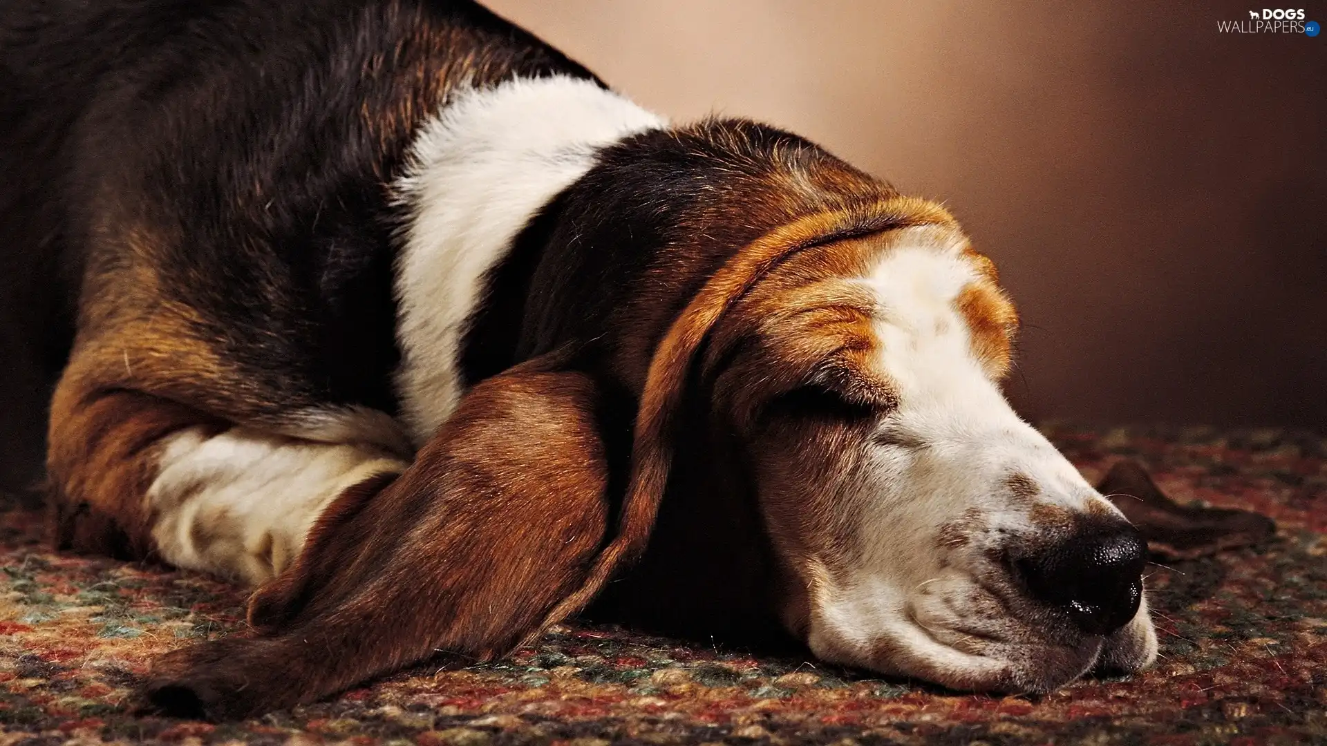 basset