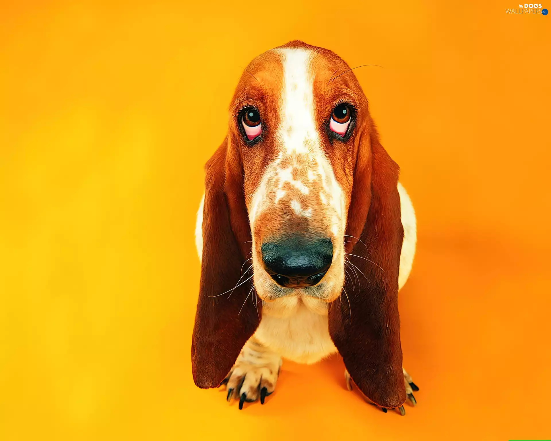 basset