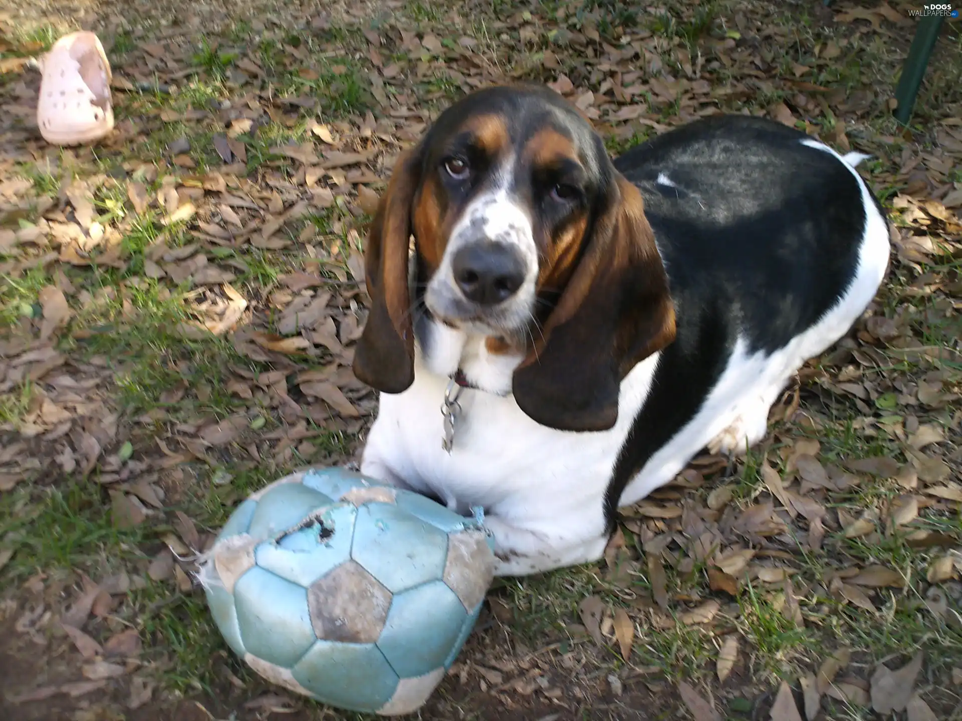 Ball Basset Hound Dogs Wallpapers 2848x2136 ball-basset-hound-dogs-wallpapers-2848x2136