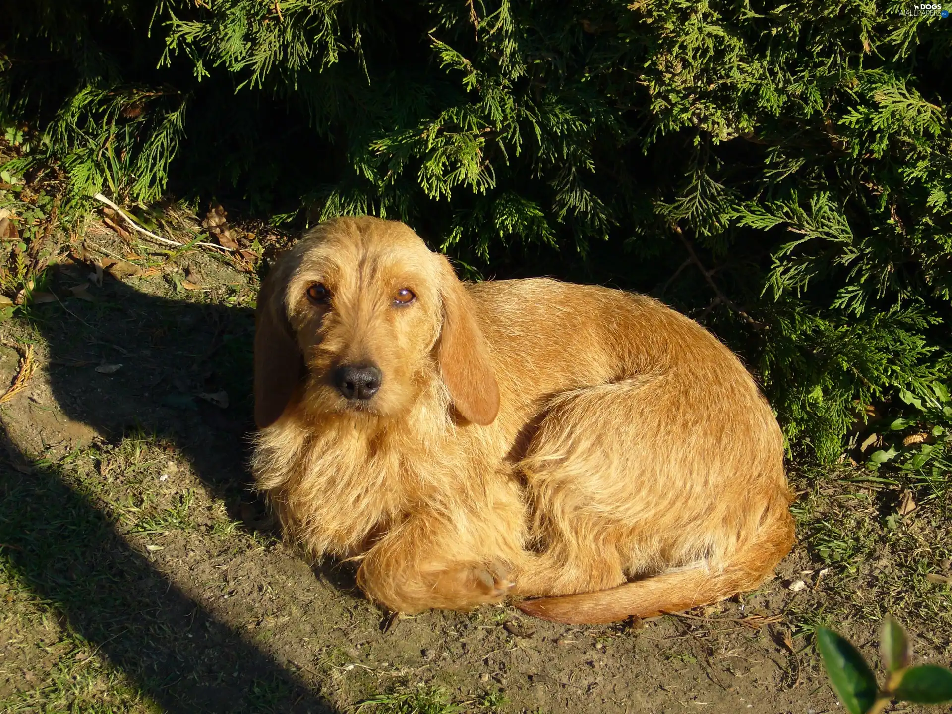 Basset Fauve de Bretagne, hunched