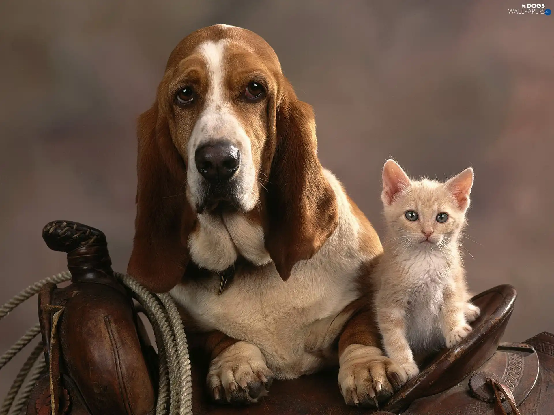 cat, basset, anticline