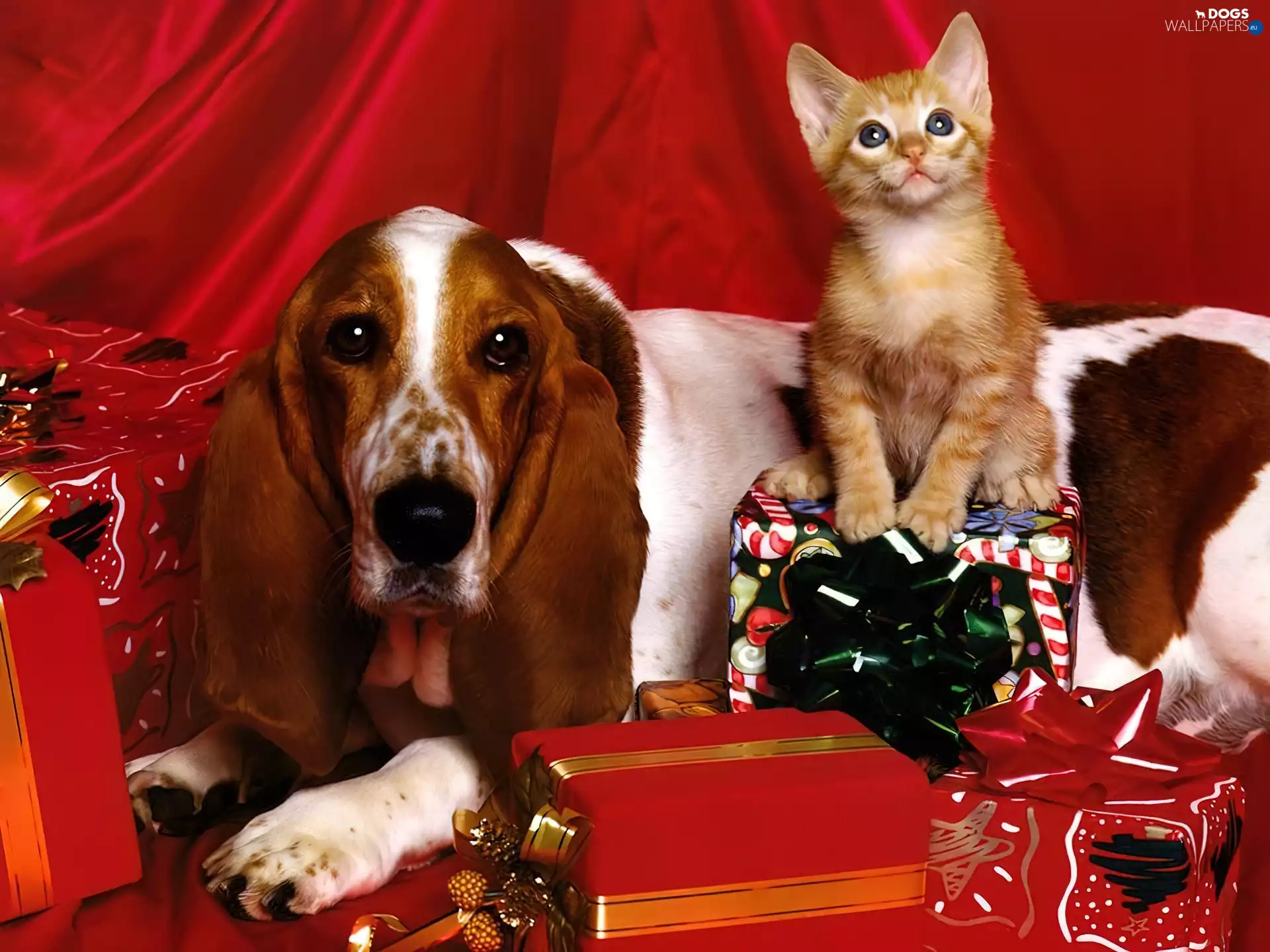 dog, cat, gifts, basset