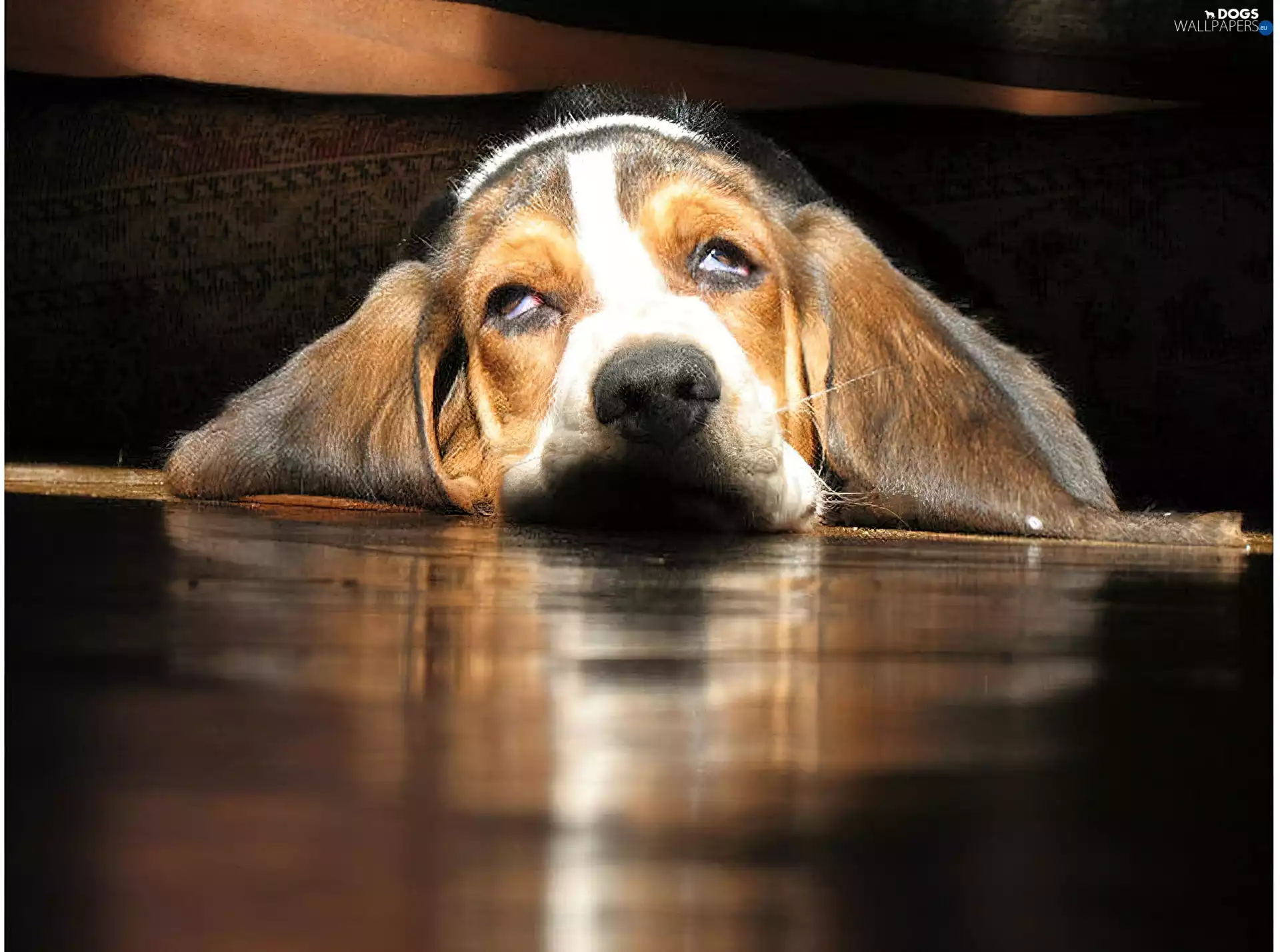 dog, mouth, muzzle, basset