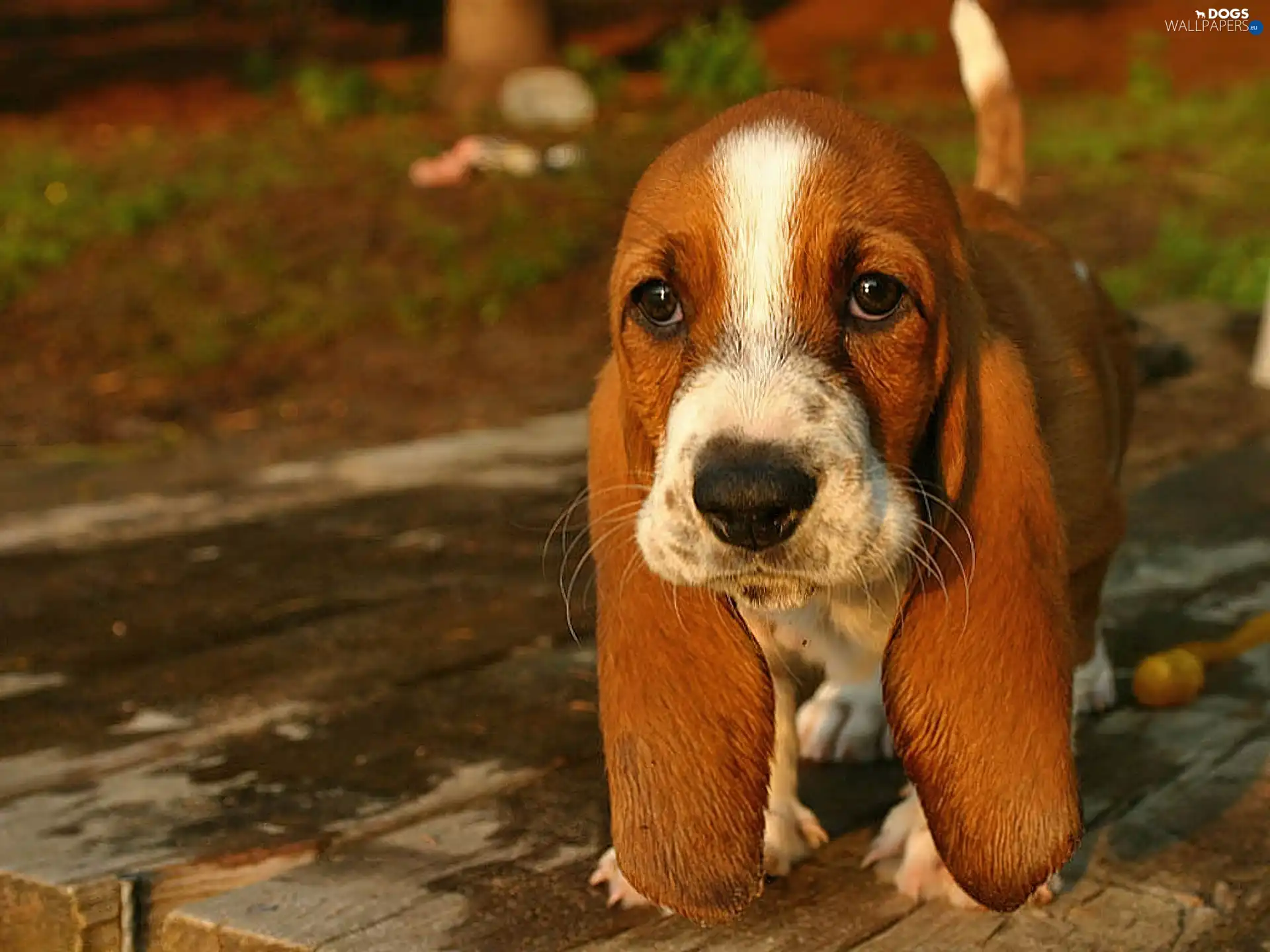 basset, dog
