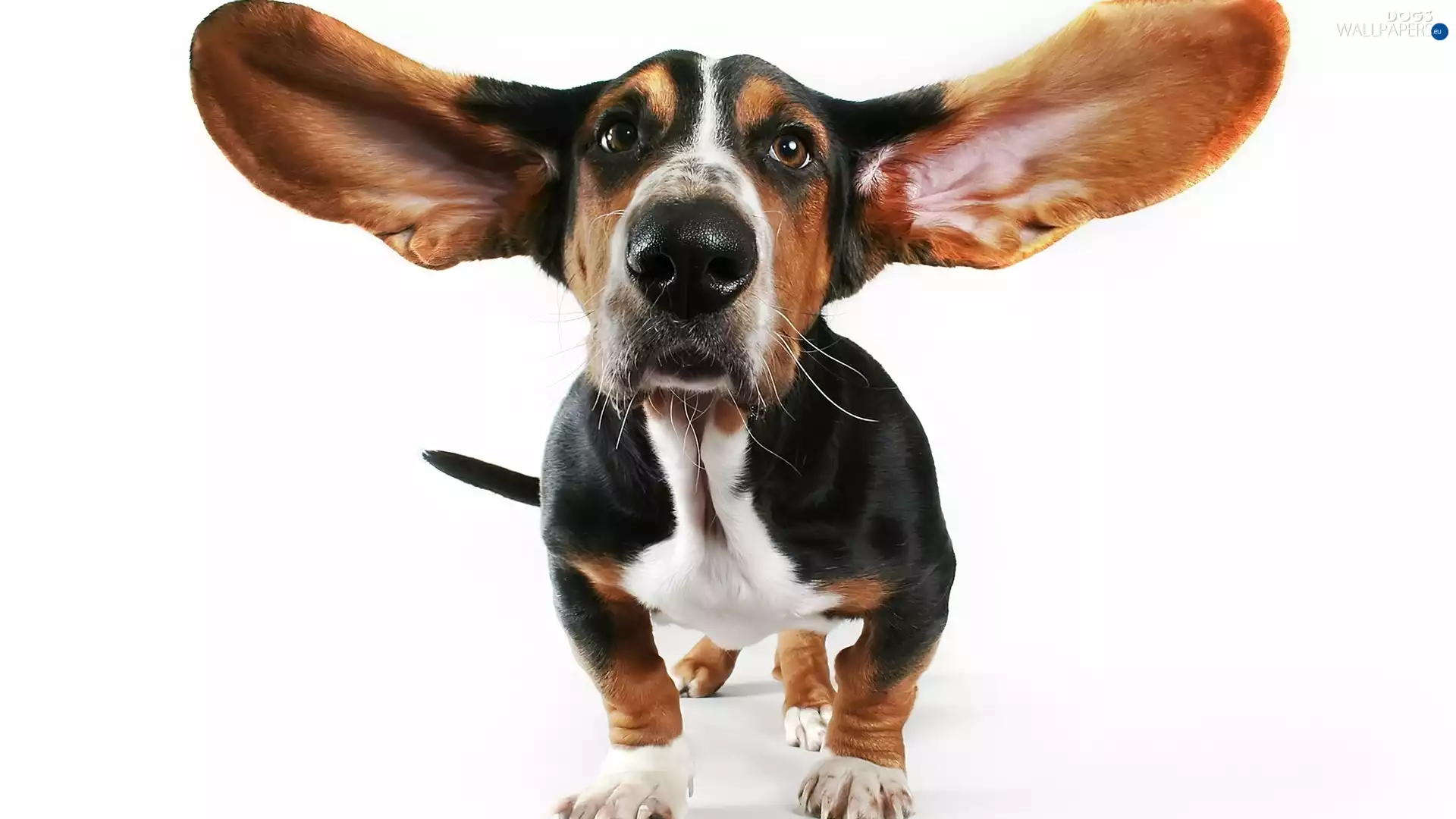 basset, dog, ears