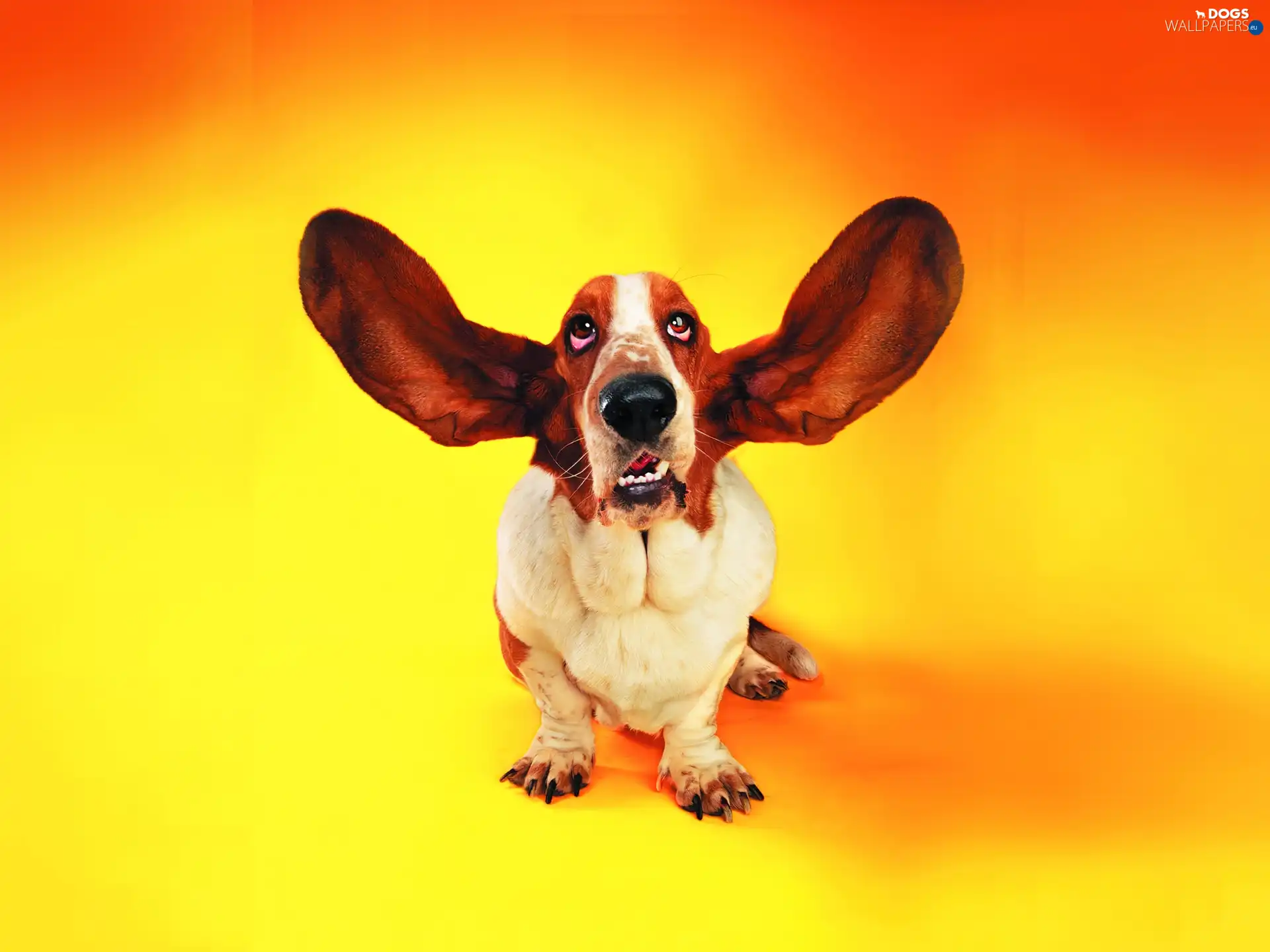 ears, basset, Great