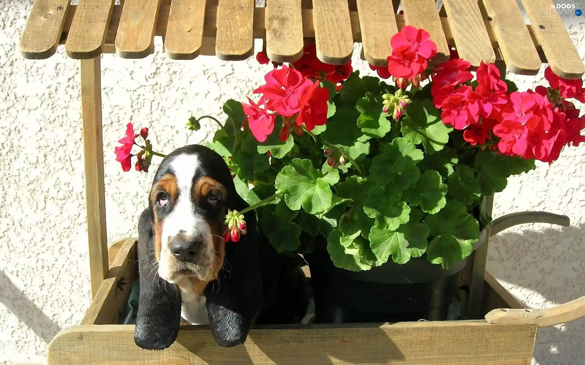 Basset Hound, Flowers