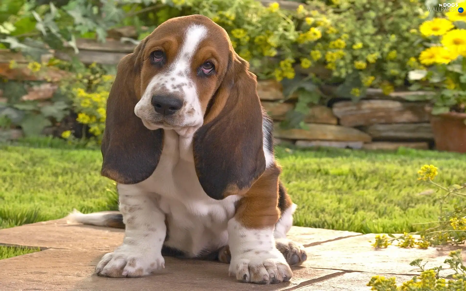 Garden, Basset Hound