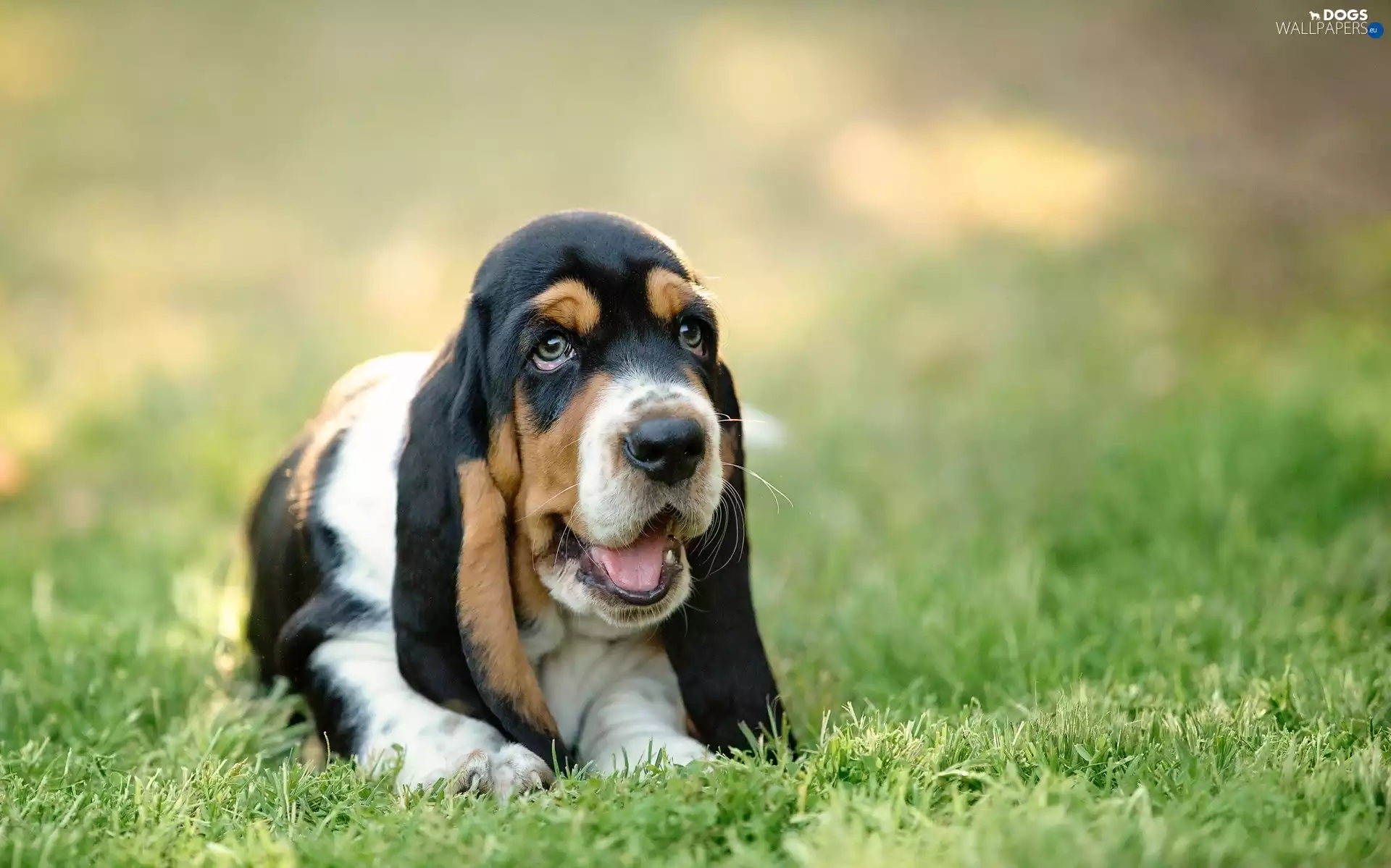 Meadow, Basset Hound, Puppy, grass