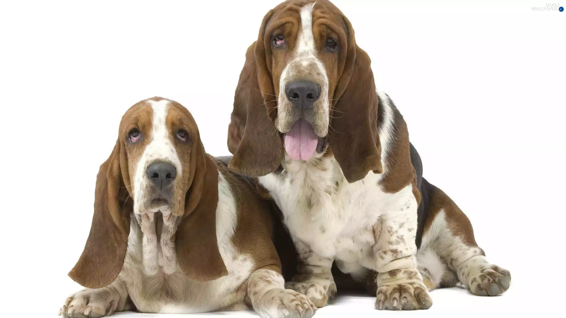 Longs, ears, puppies, Basset Hound, Two cars