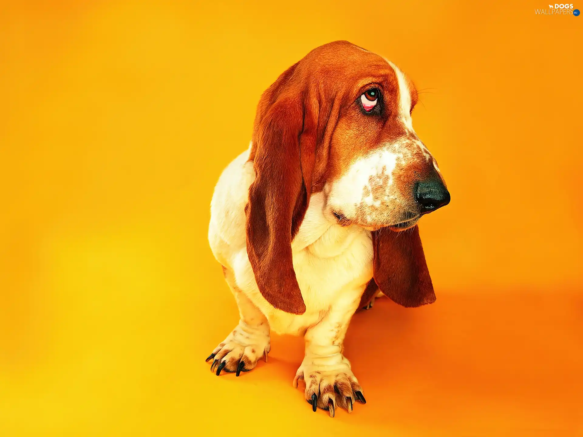 race, basset, dog