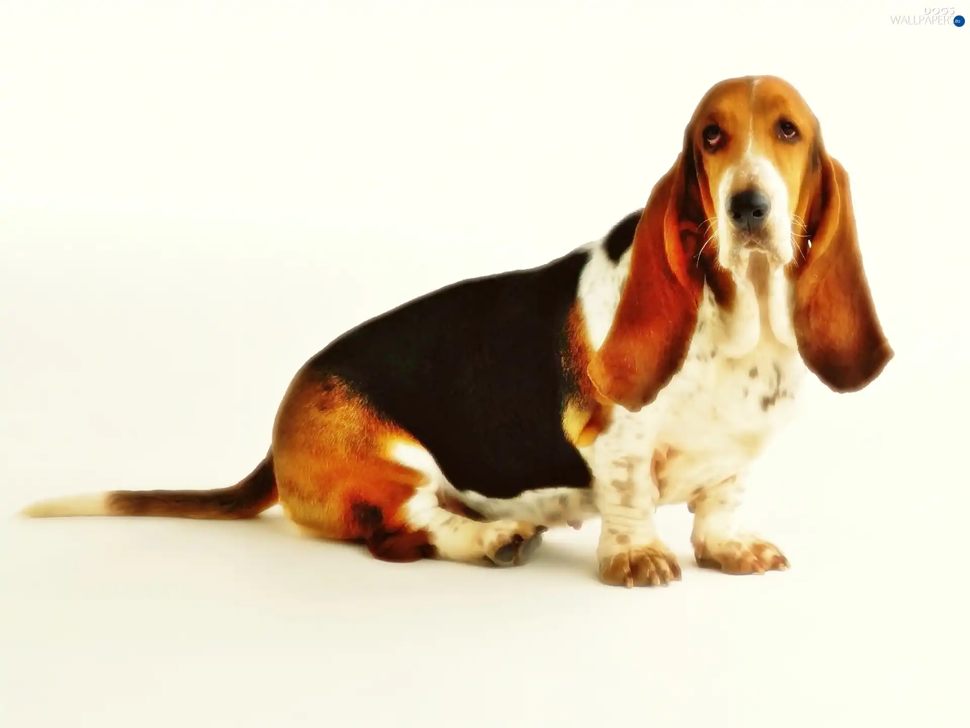 basset