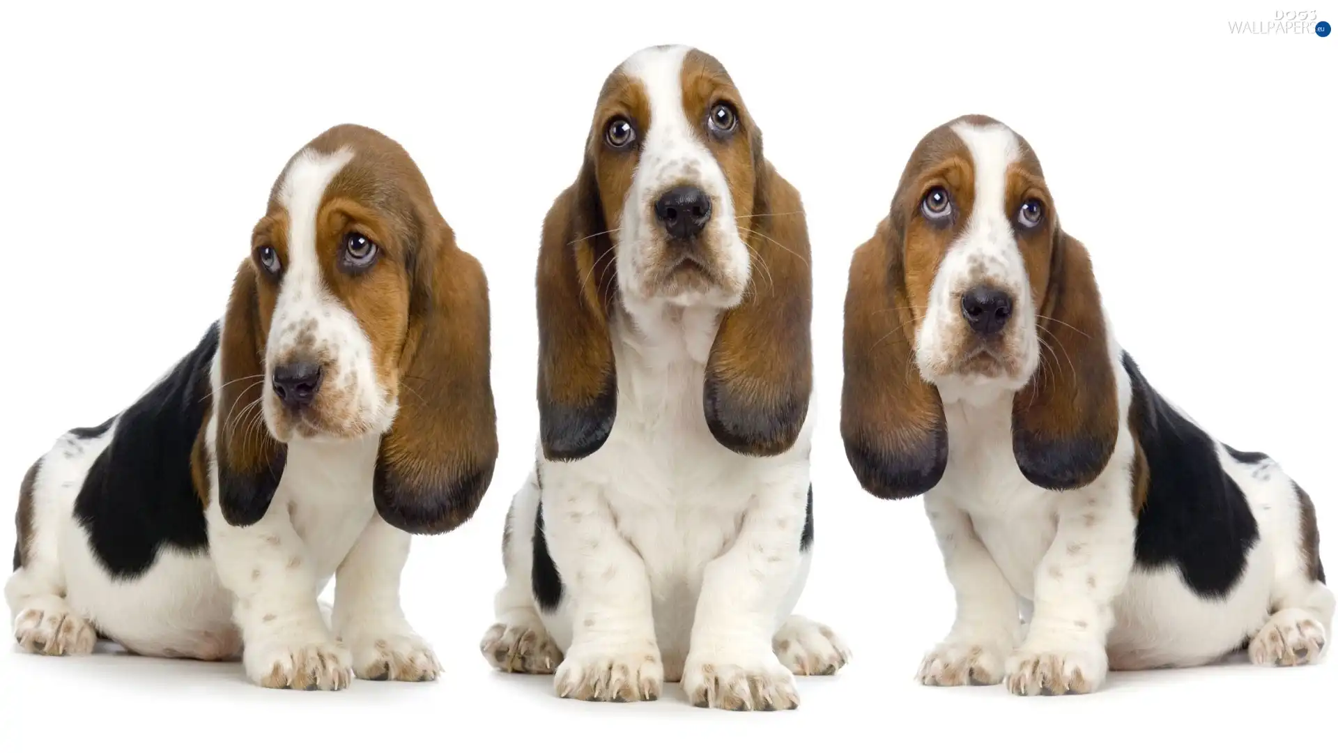 spotted, Bassets, Three