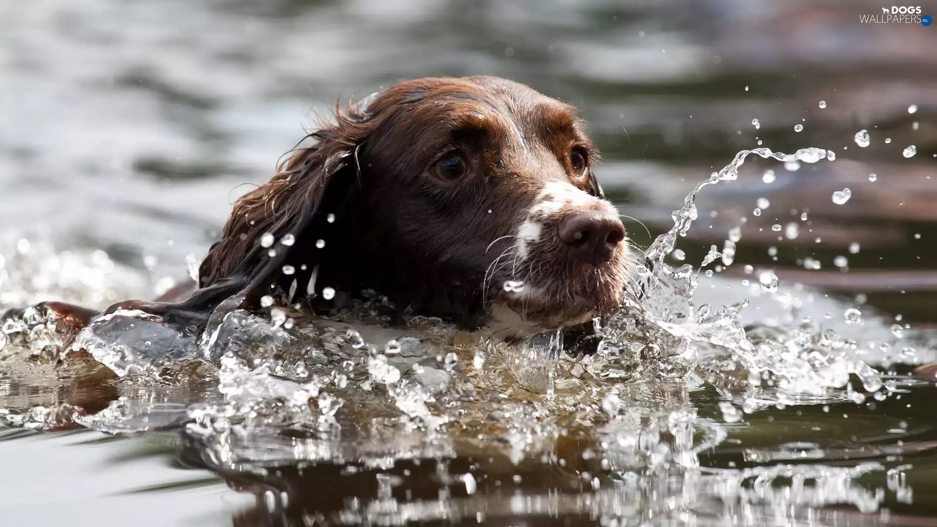 English Springer Spaniel, bath