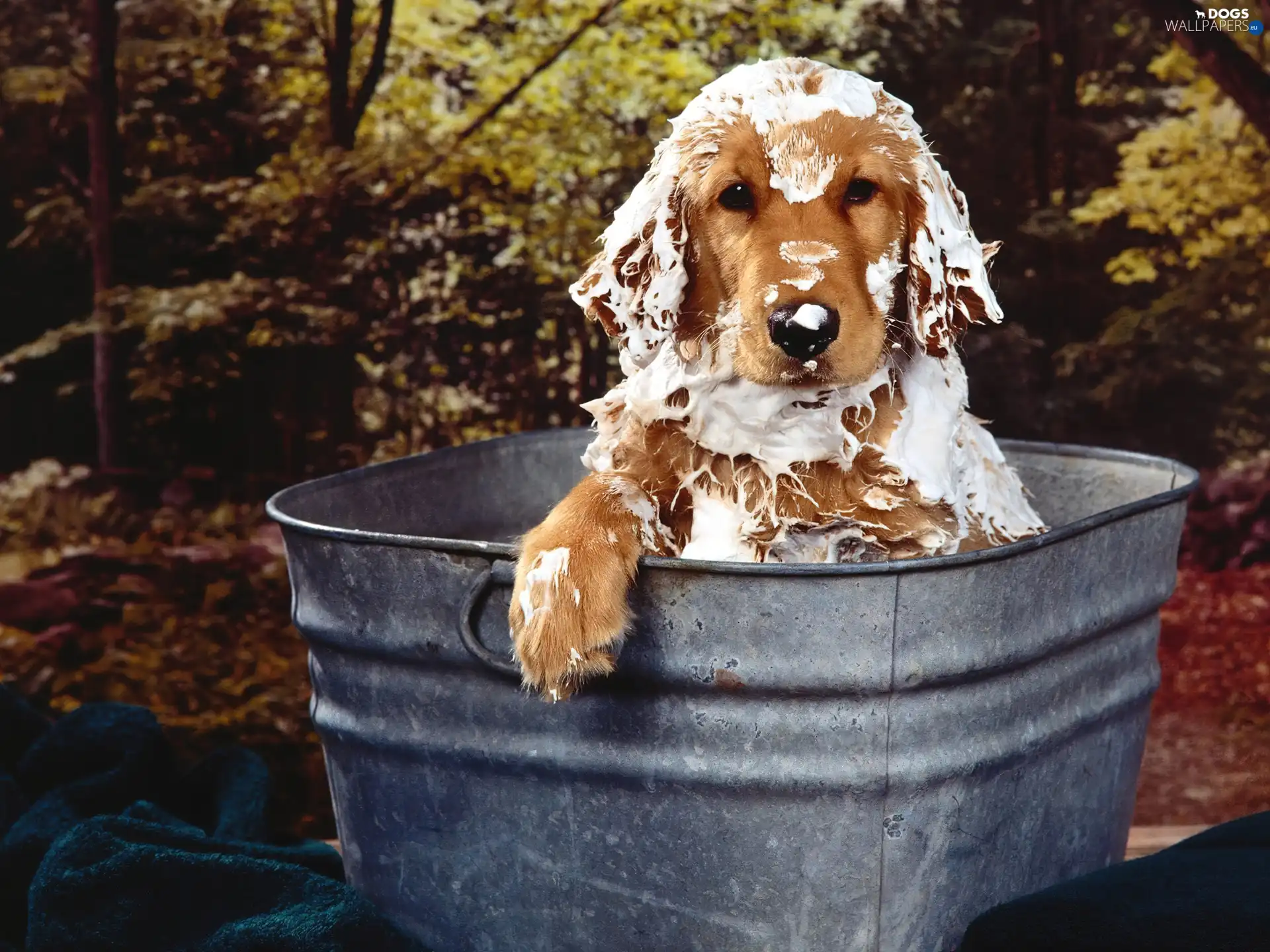 Spaniel, bath, Cocker