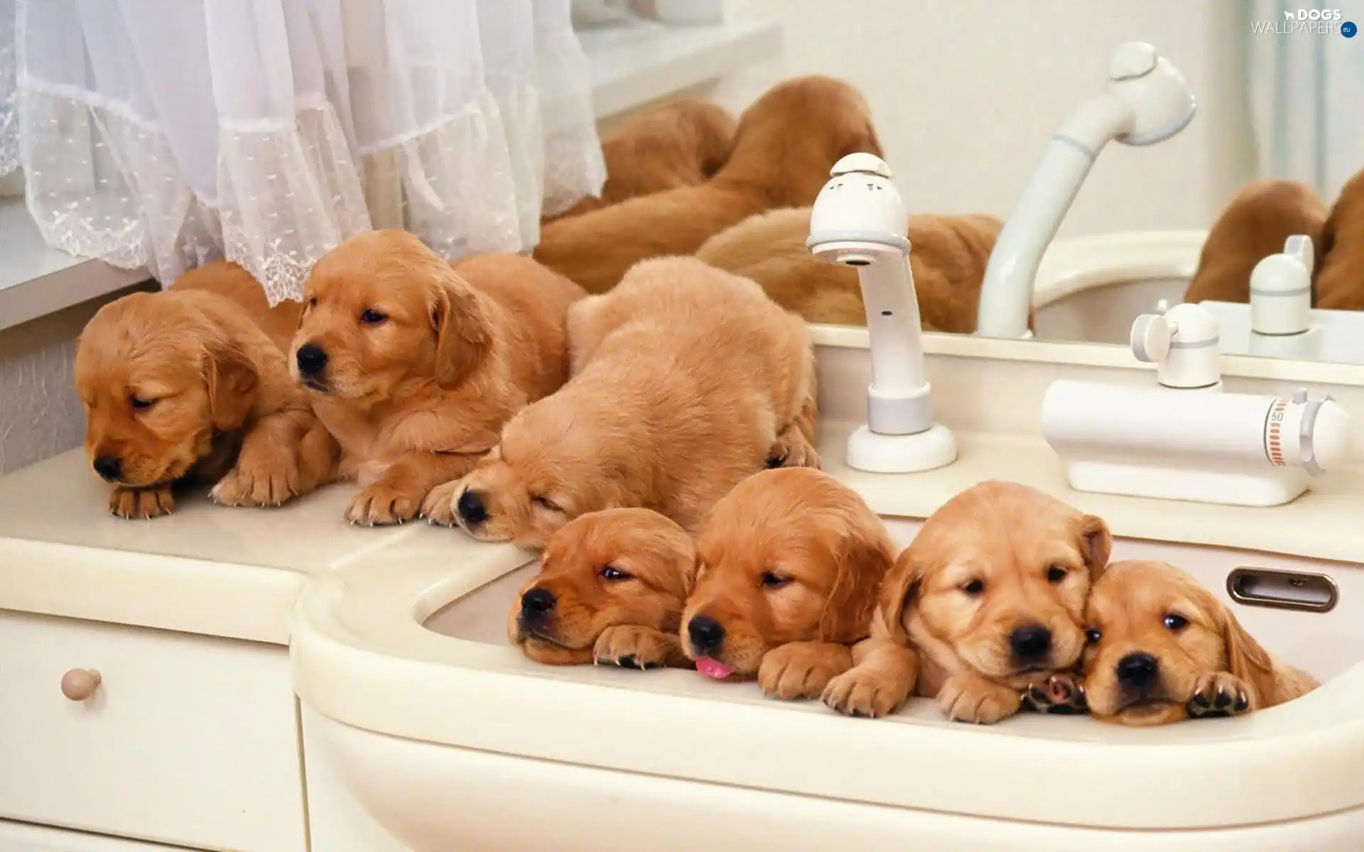 Bathroom, wash-stand, puppies