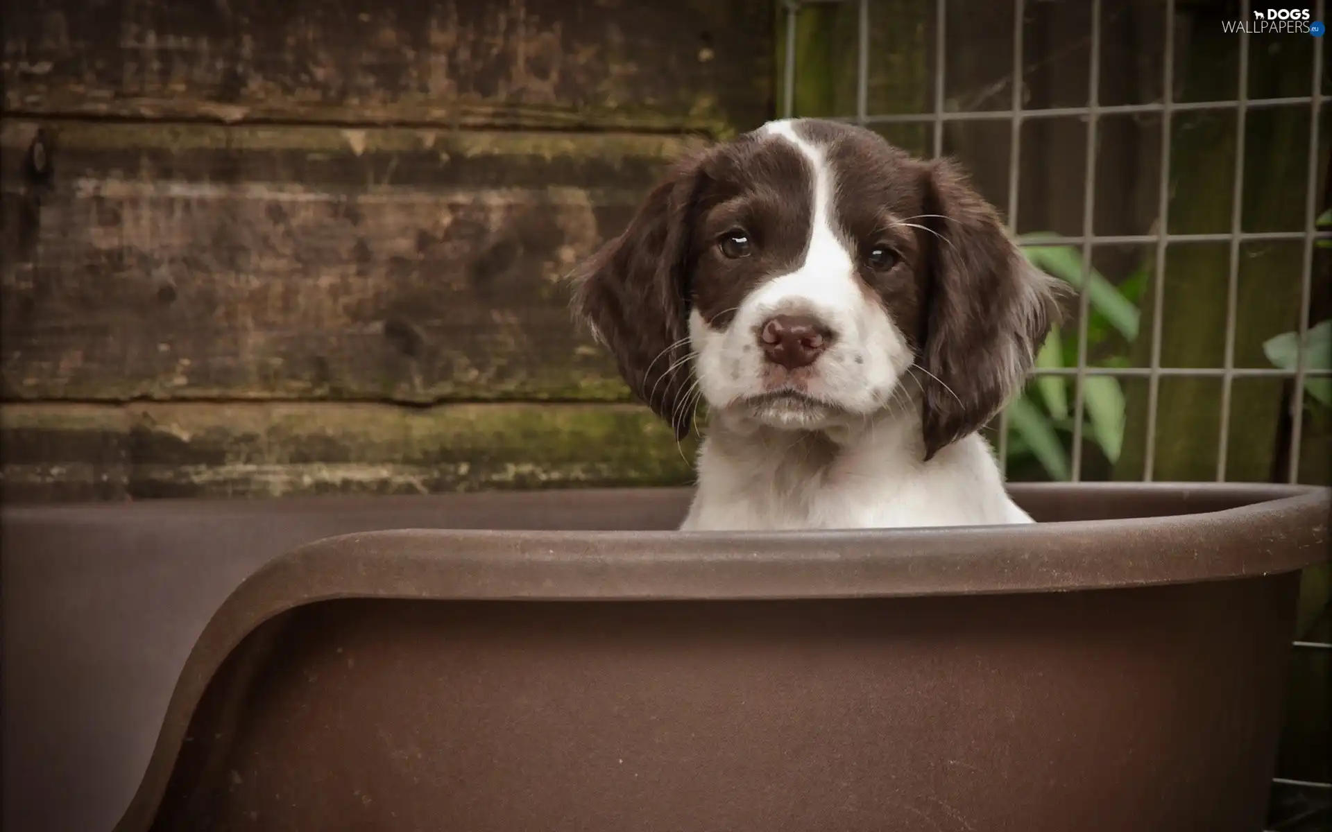 bathtub, doggy