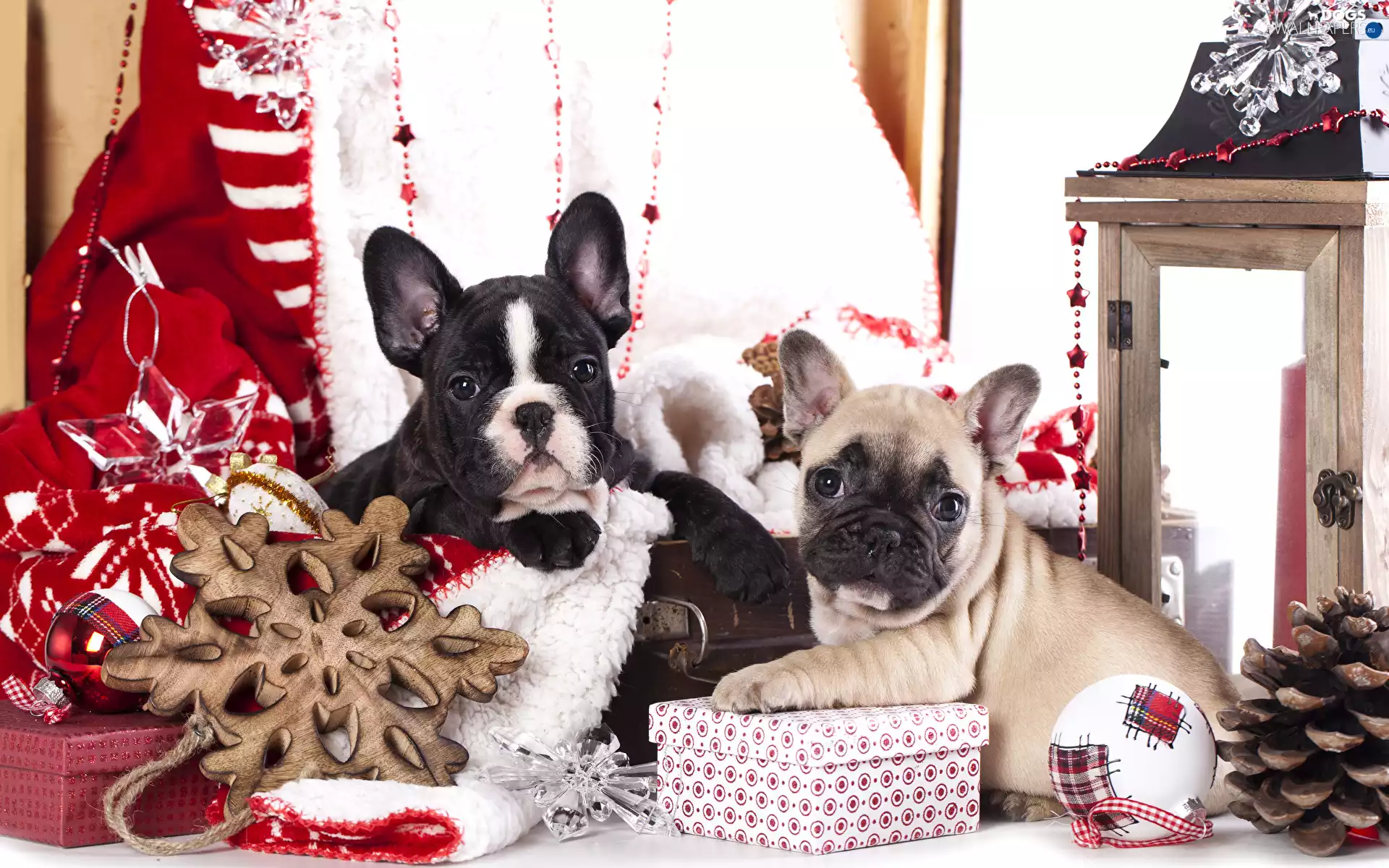 Dogs, Two cars, puppies, French Bulldogs, bauble, lantern, cones, gifts, Stars