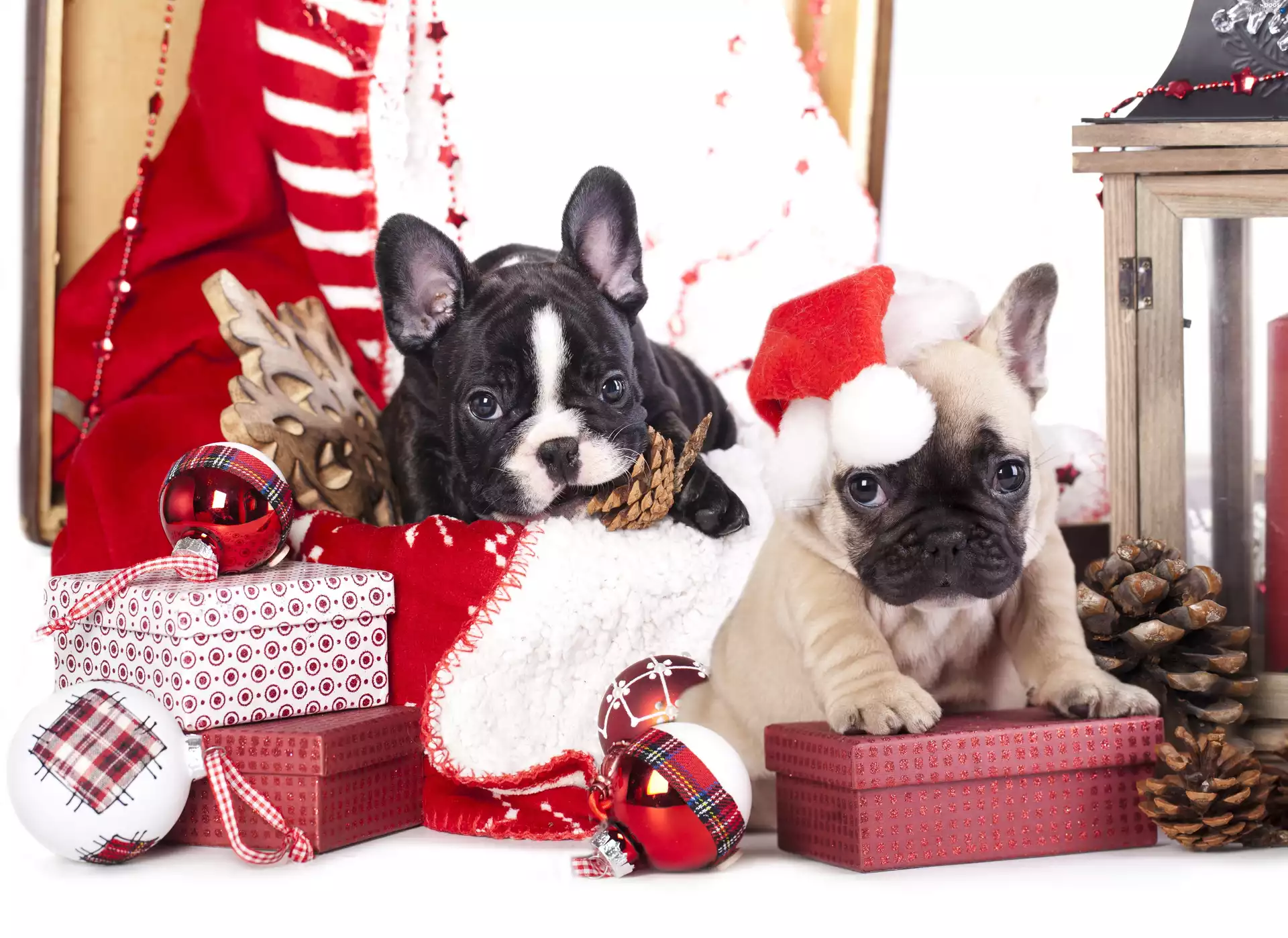 Dogs, sweet, Christmas, puppies, gifts, french, Buldog, baubles