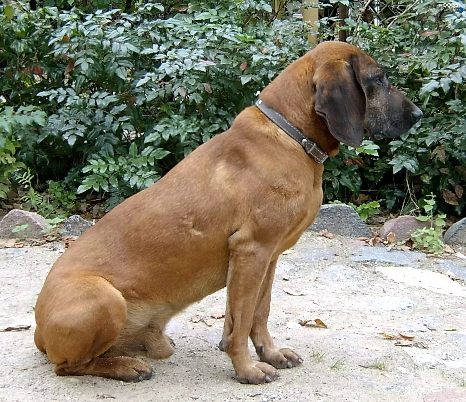 dog-collar, sitter, Bavarian Mountain Hound