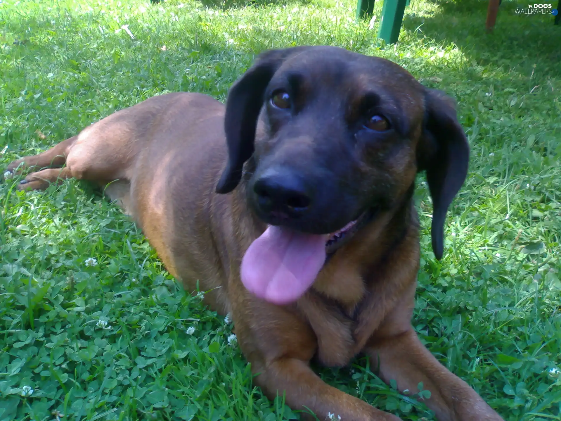 Bavarian Mountain Hound, tongue, lying