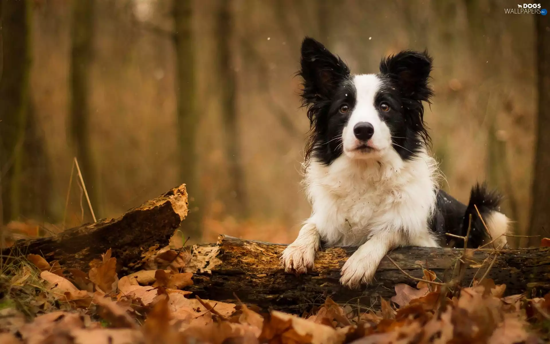 Border Collie, branch, Leaf, Lod on the beach