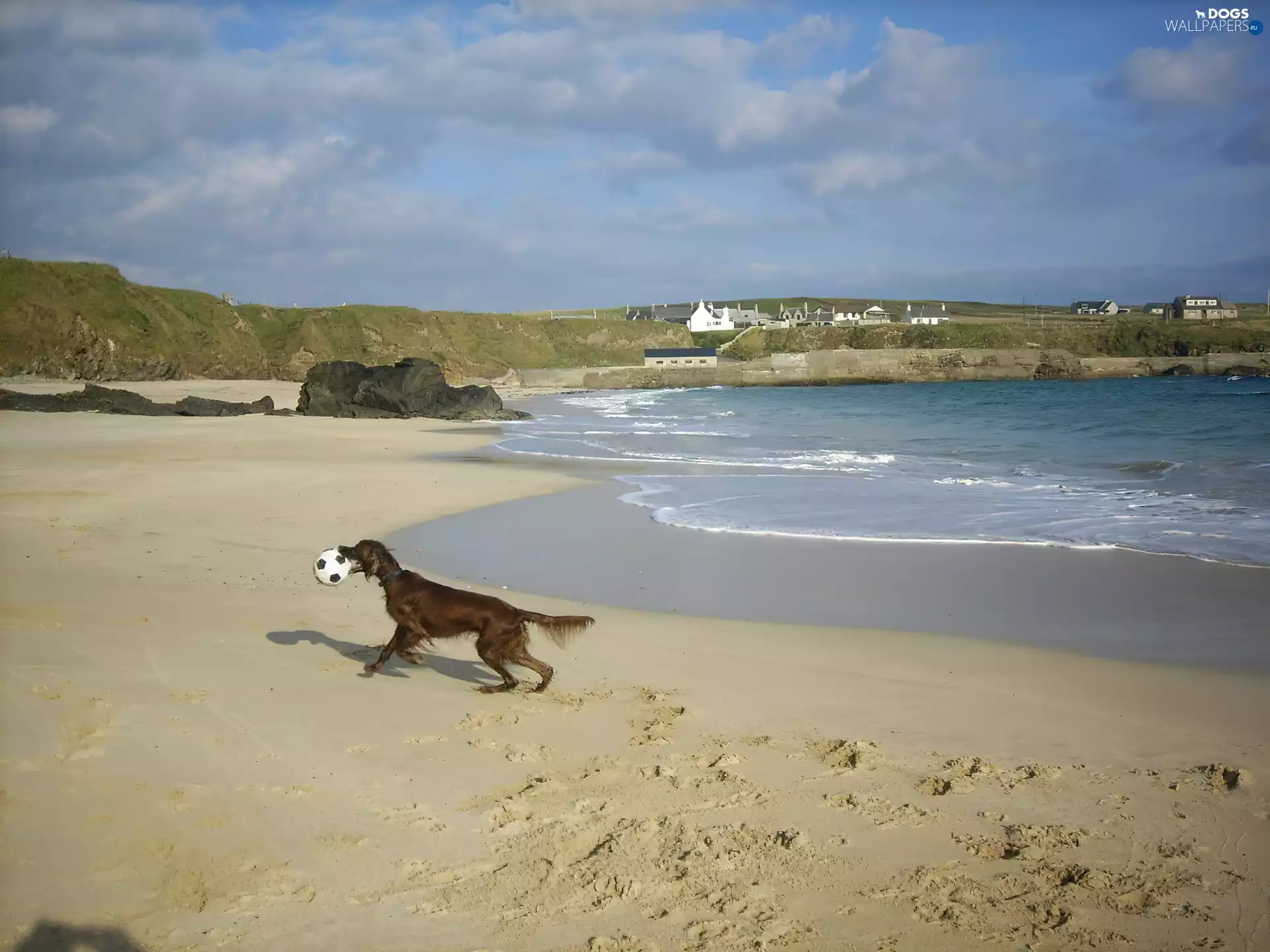 Ball, Irish Setter, Beaches