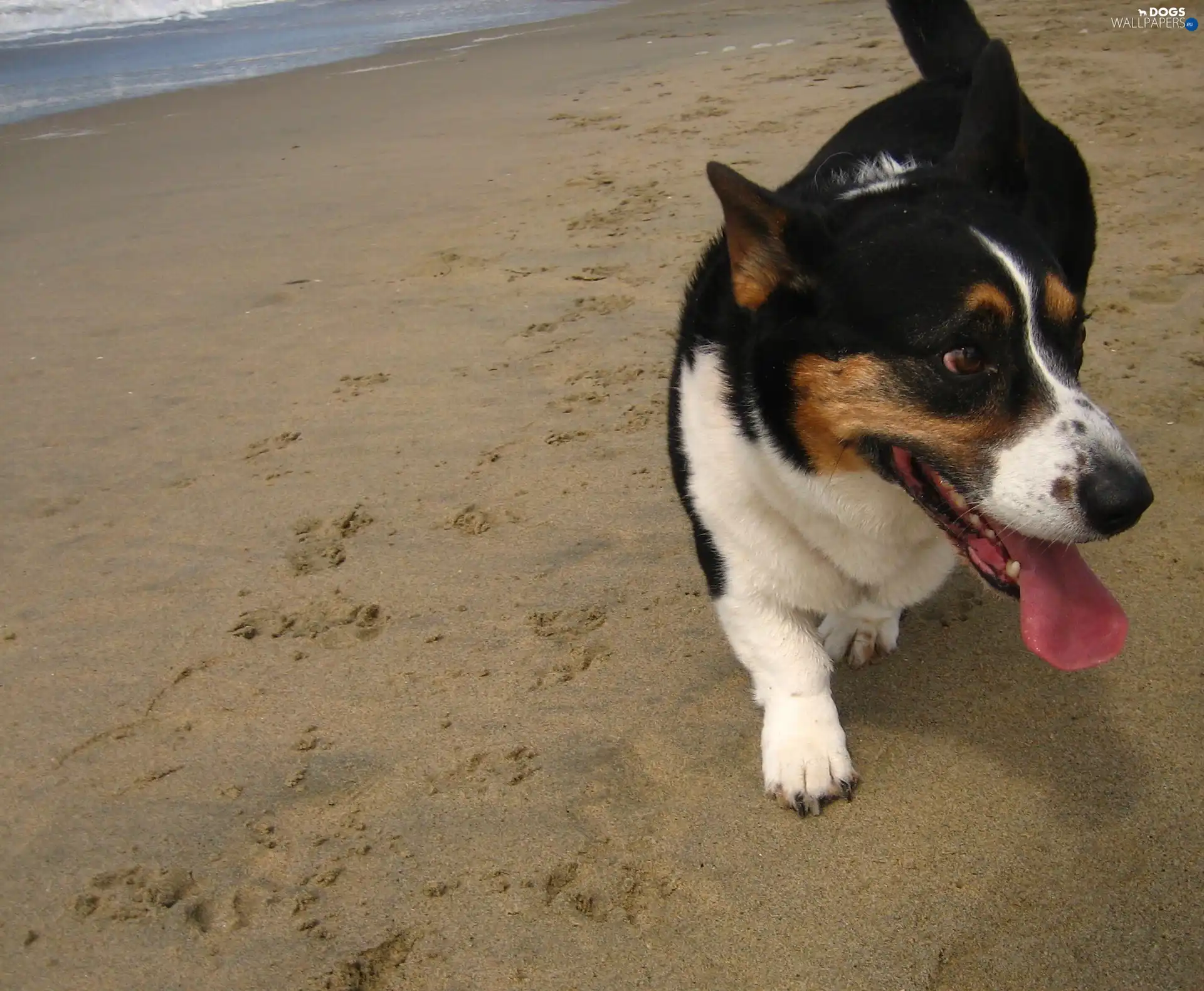 Beaches, Welsh corgi cardigan