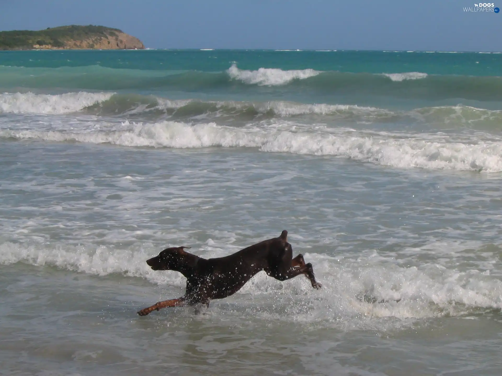 Doberman, Beaches, running