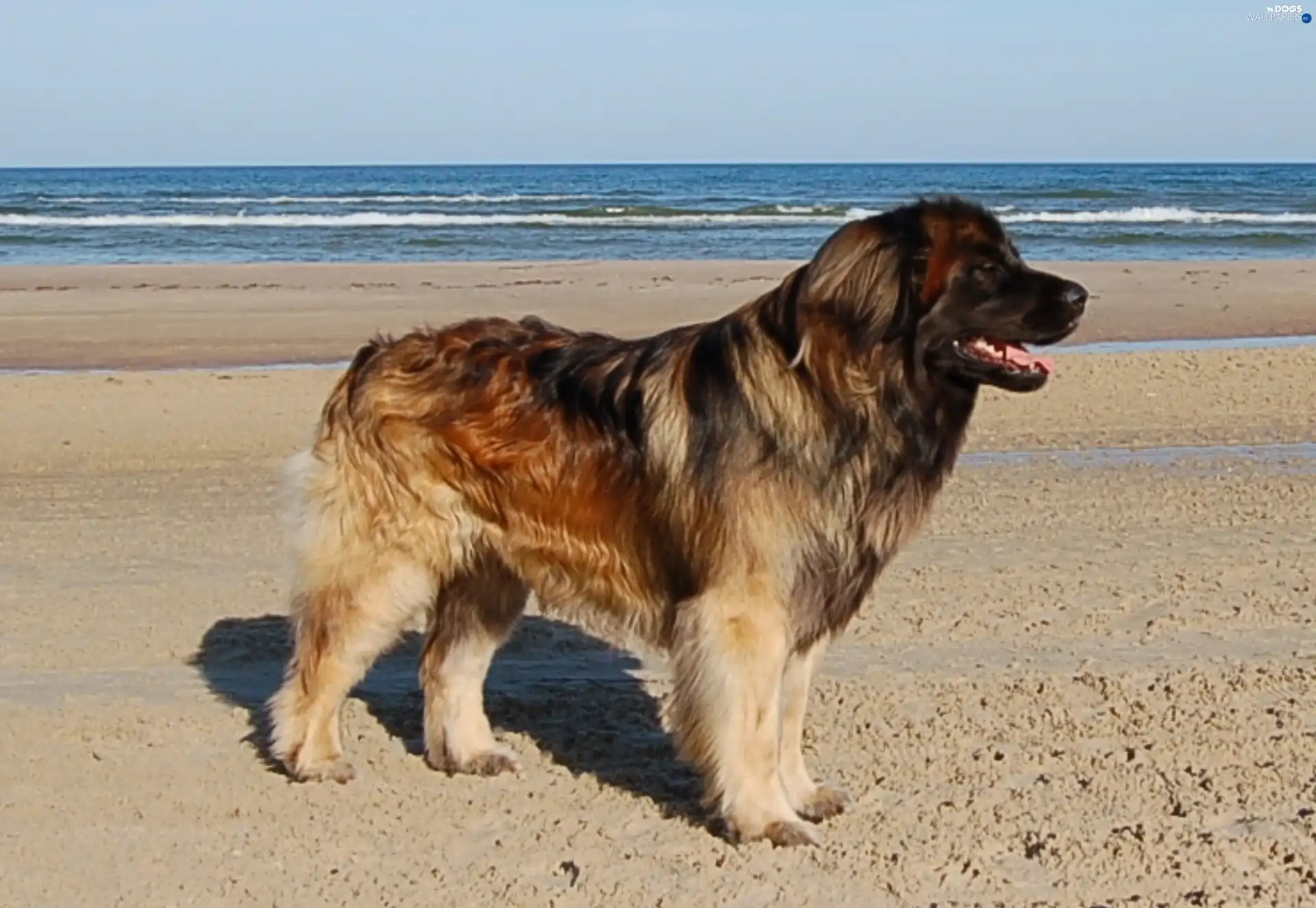 Beaches, Leonberger