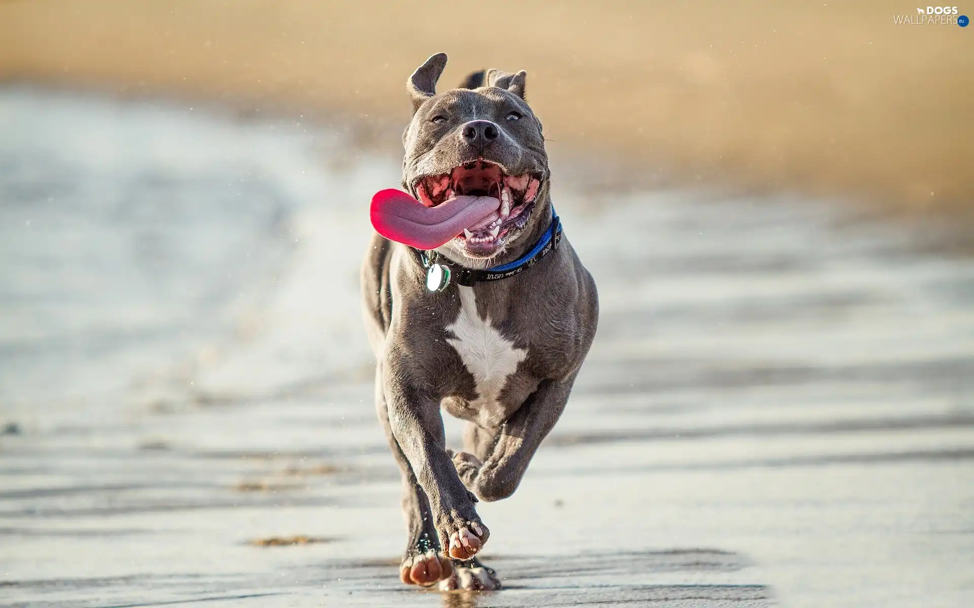 Beaches, Tounge, dog, Pit Bull