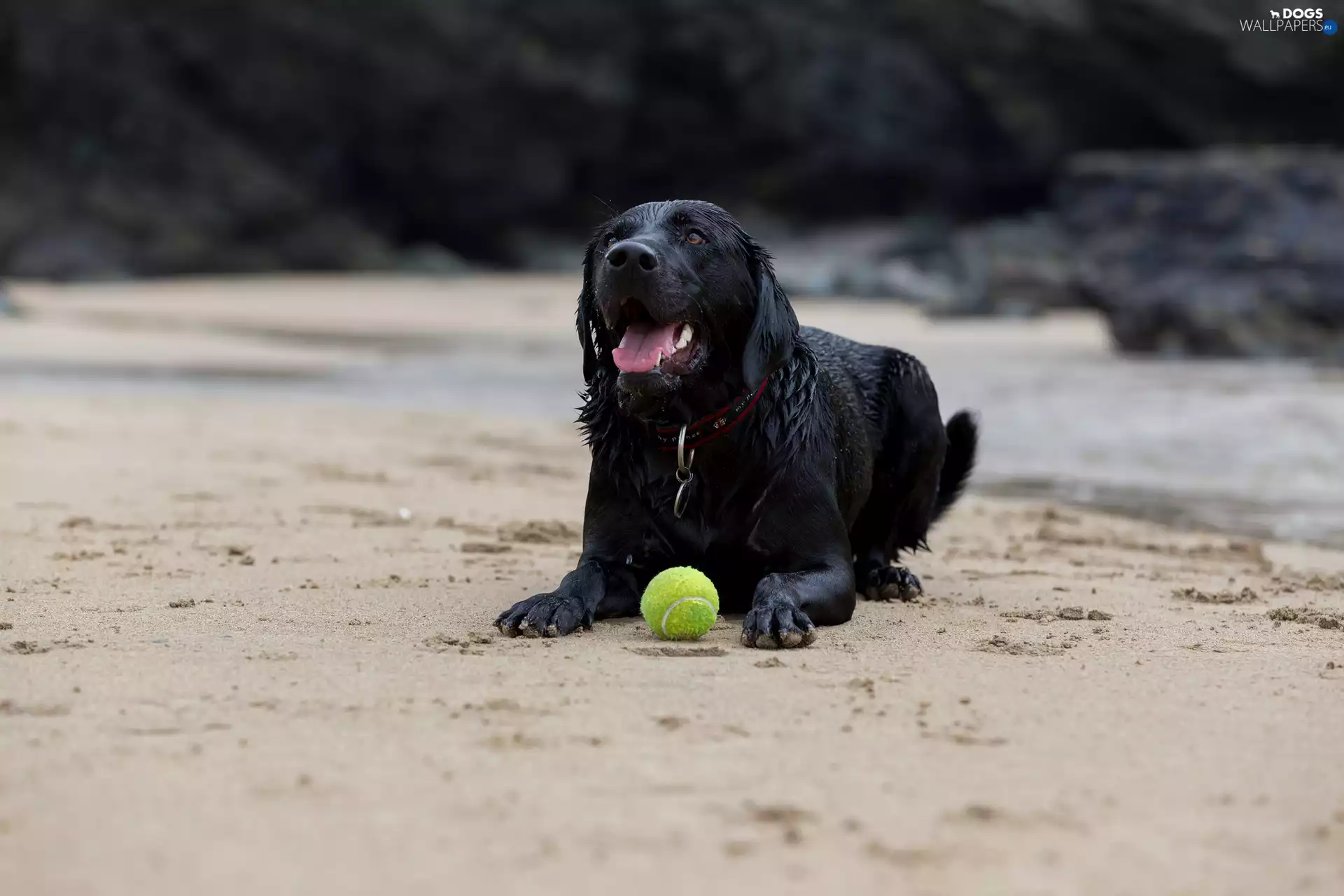 Black, the ball, Beaches, Labrador Retriever